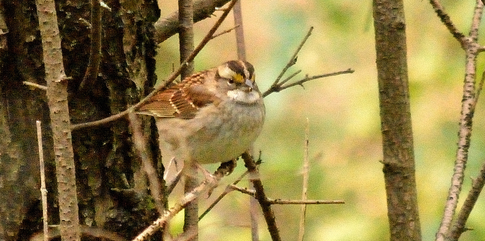White-Throated Sparraw