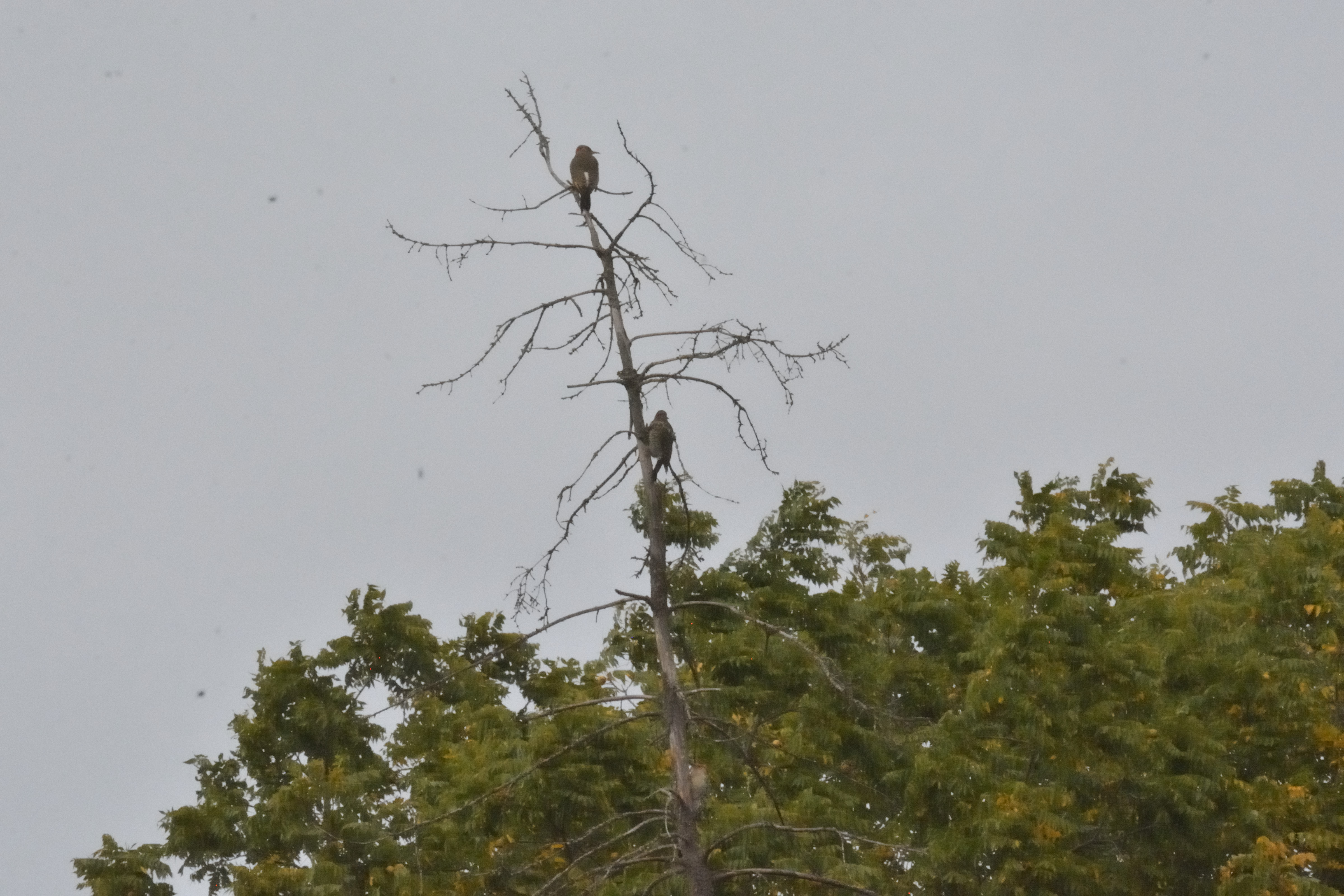 Dead tree with Woodpecker and Flicker