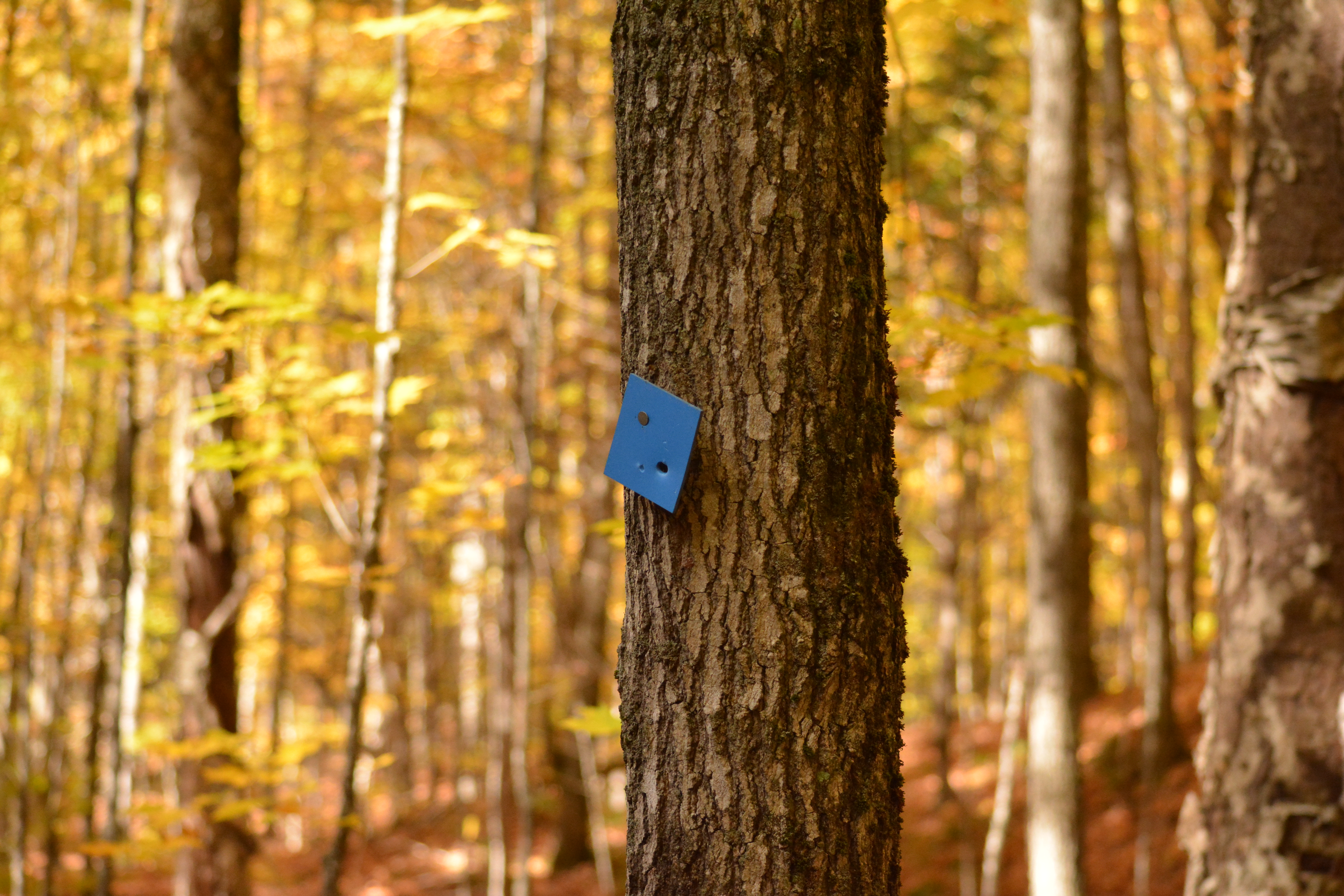 Beetle Lake Sign