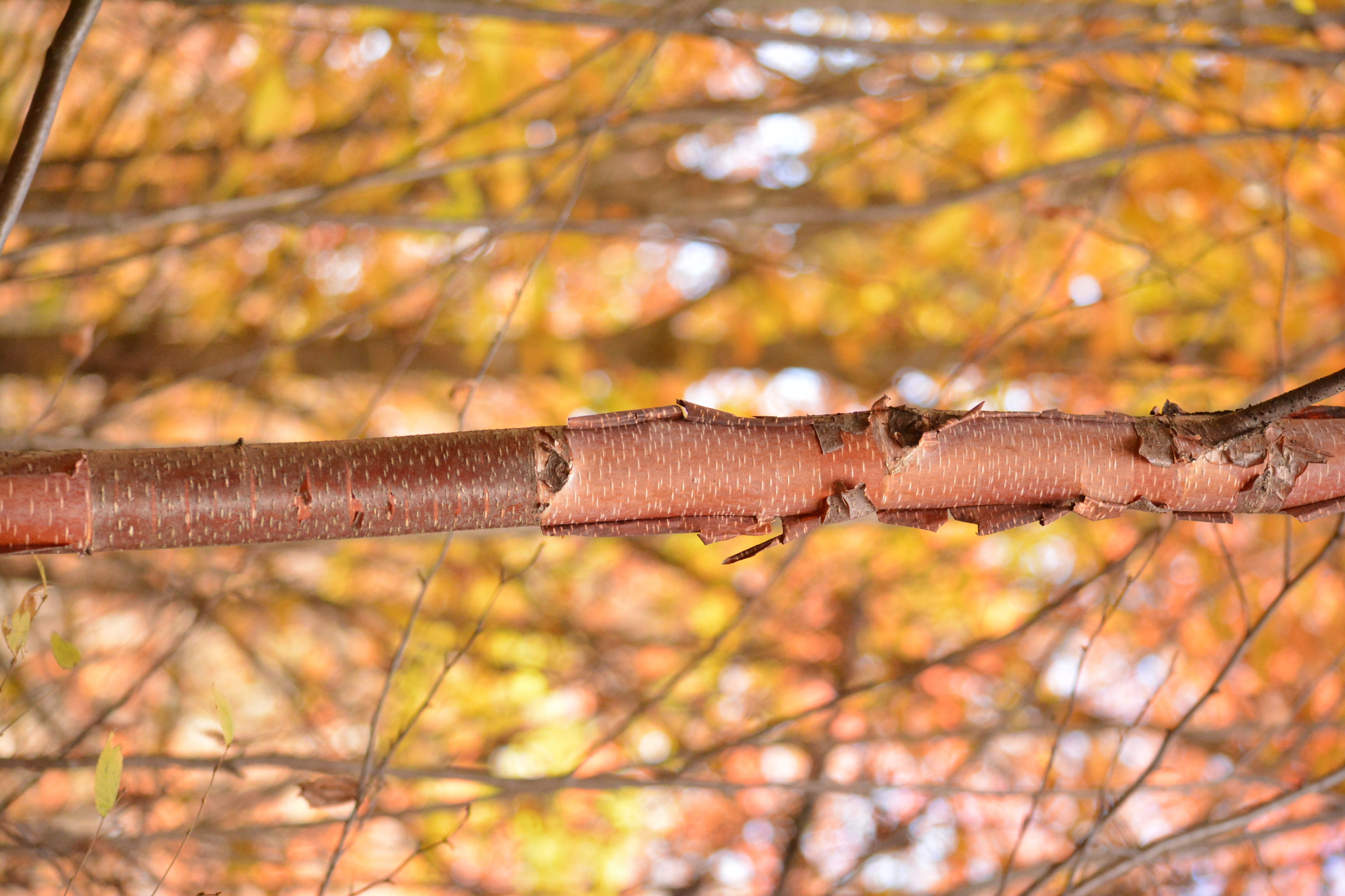 Birch Bark