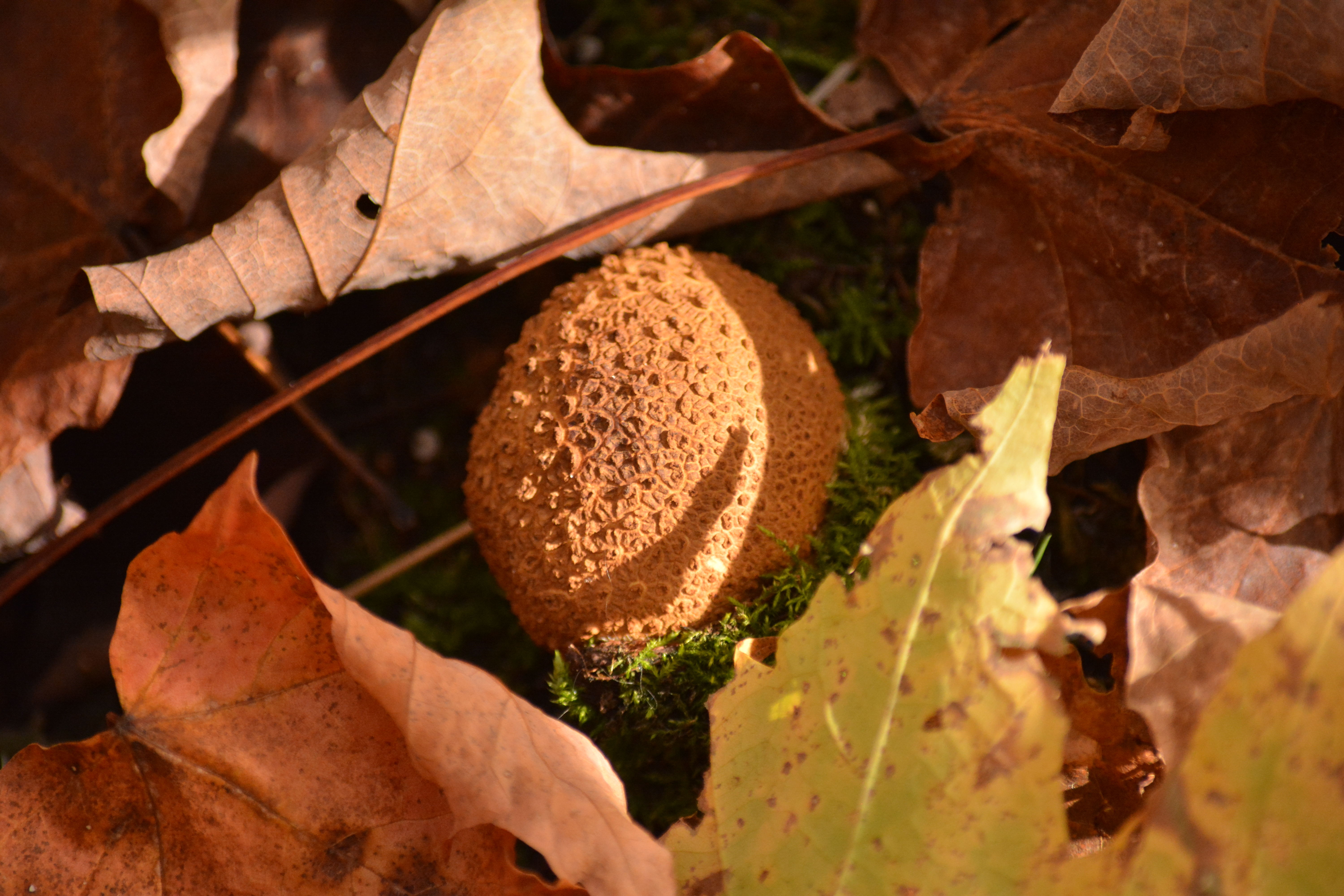 Earthball