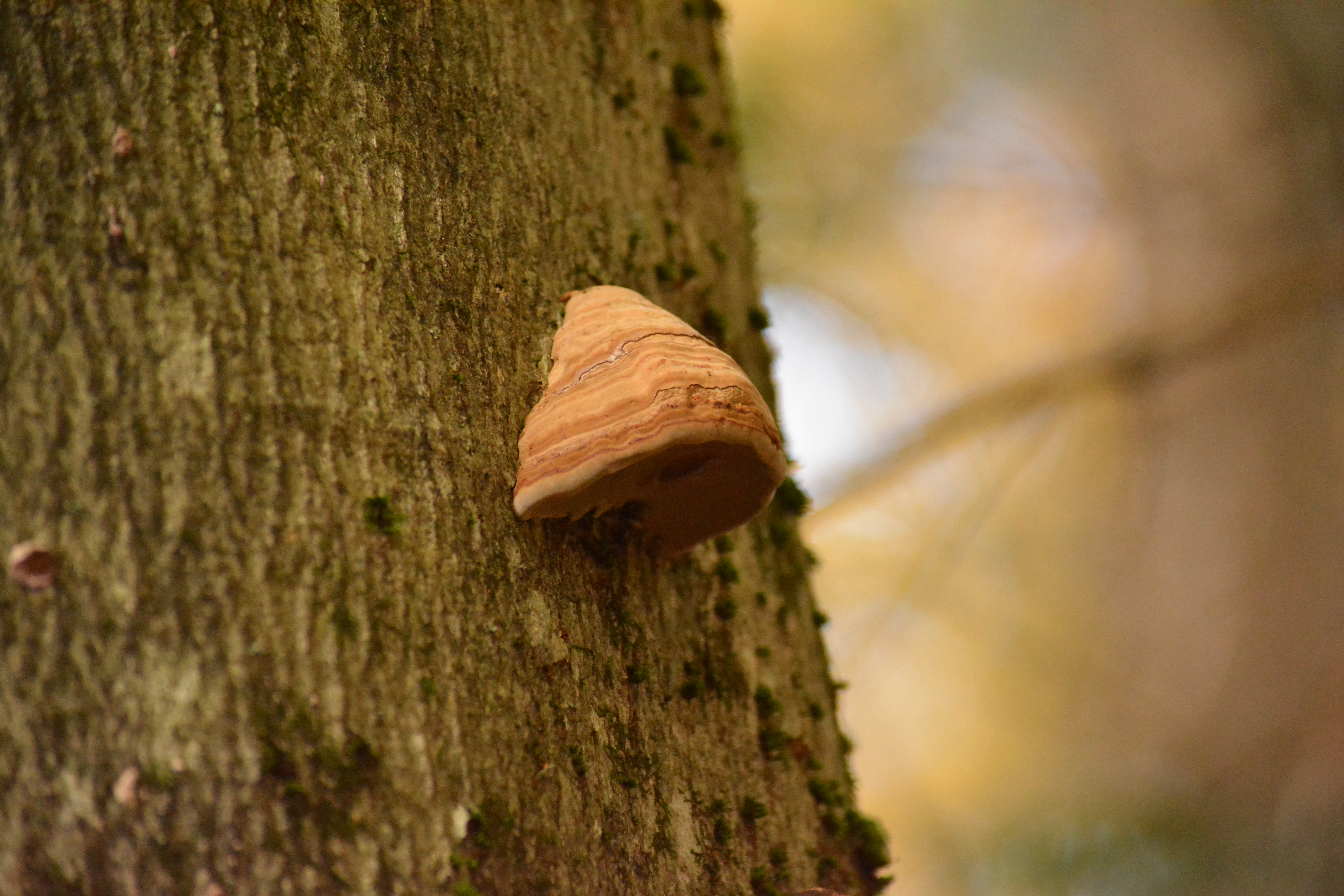 Fungi