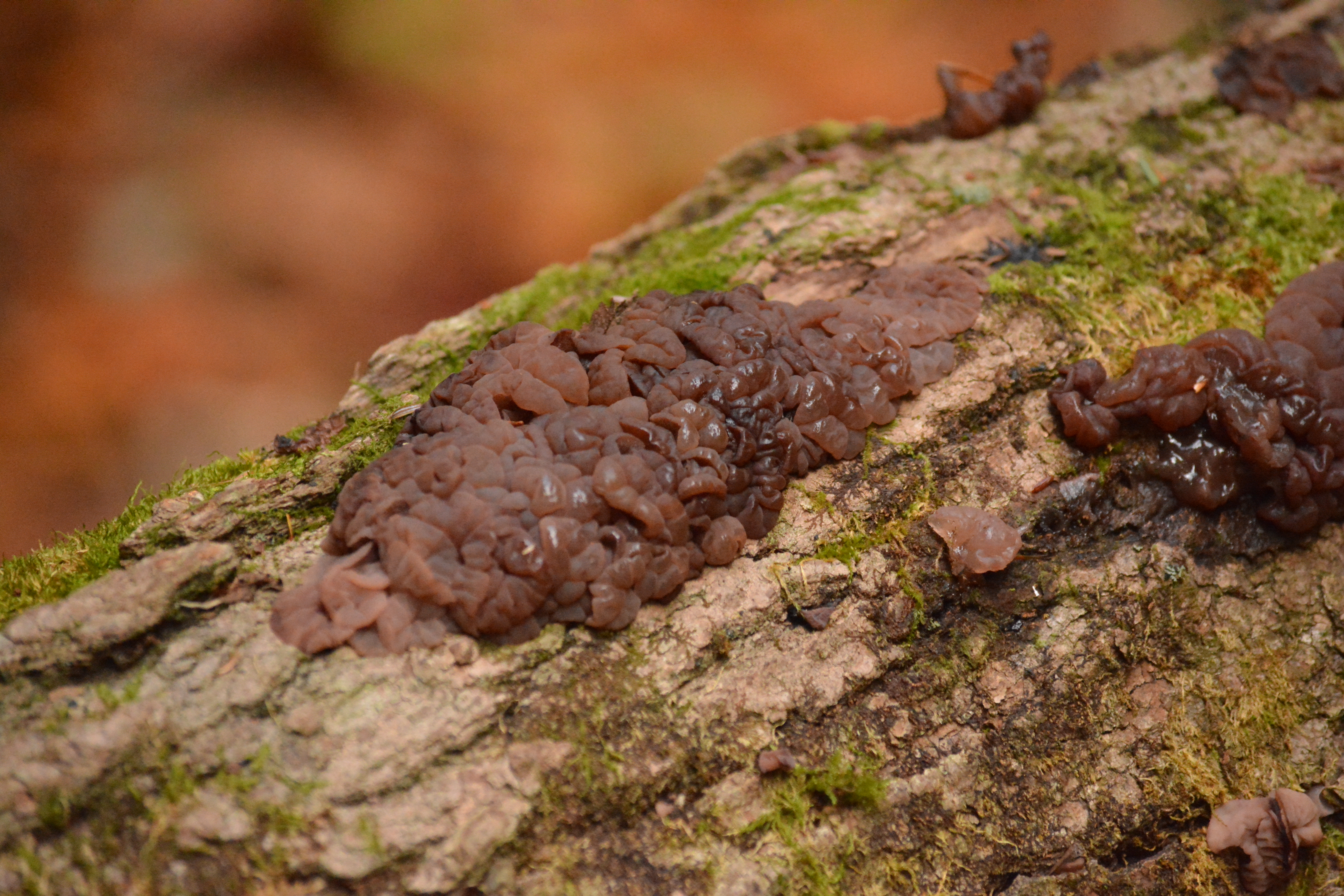 Fungi