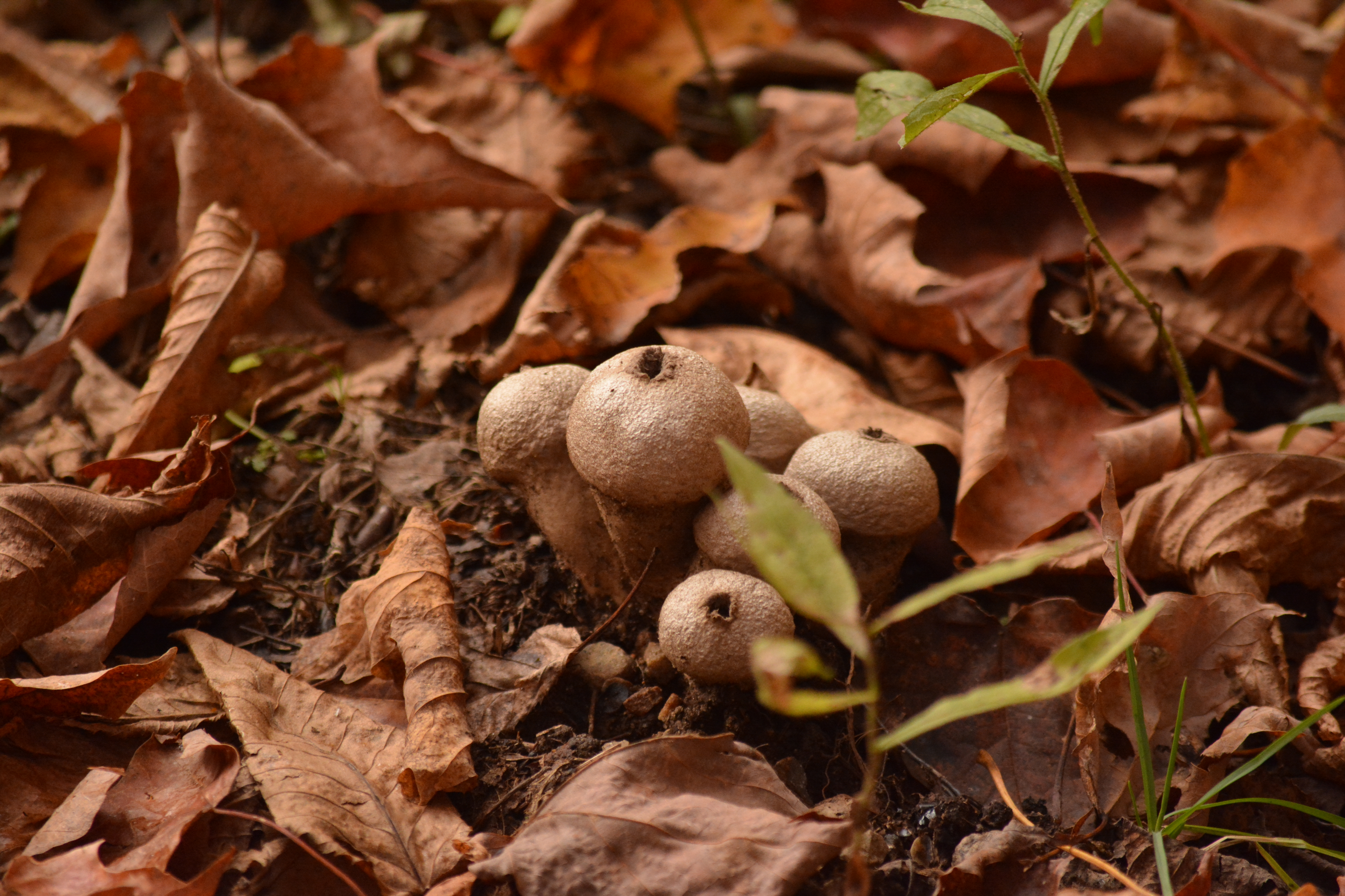 Puffball