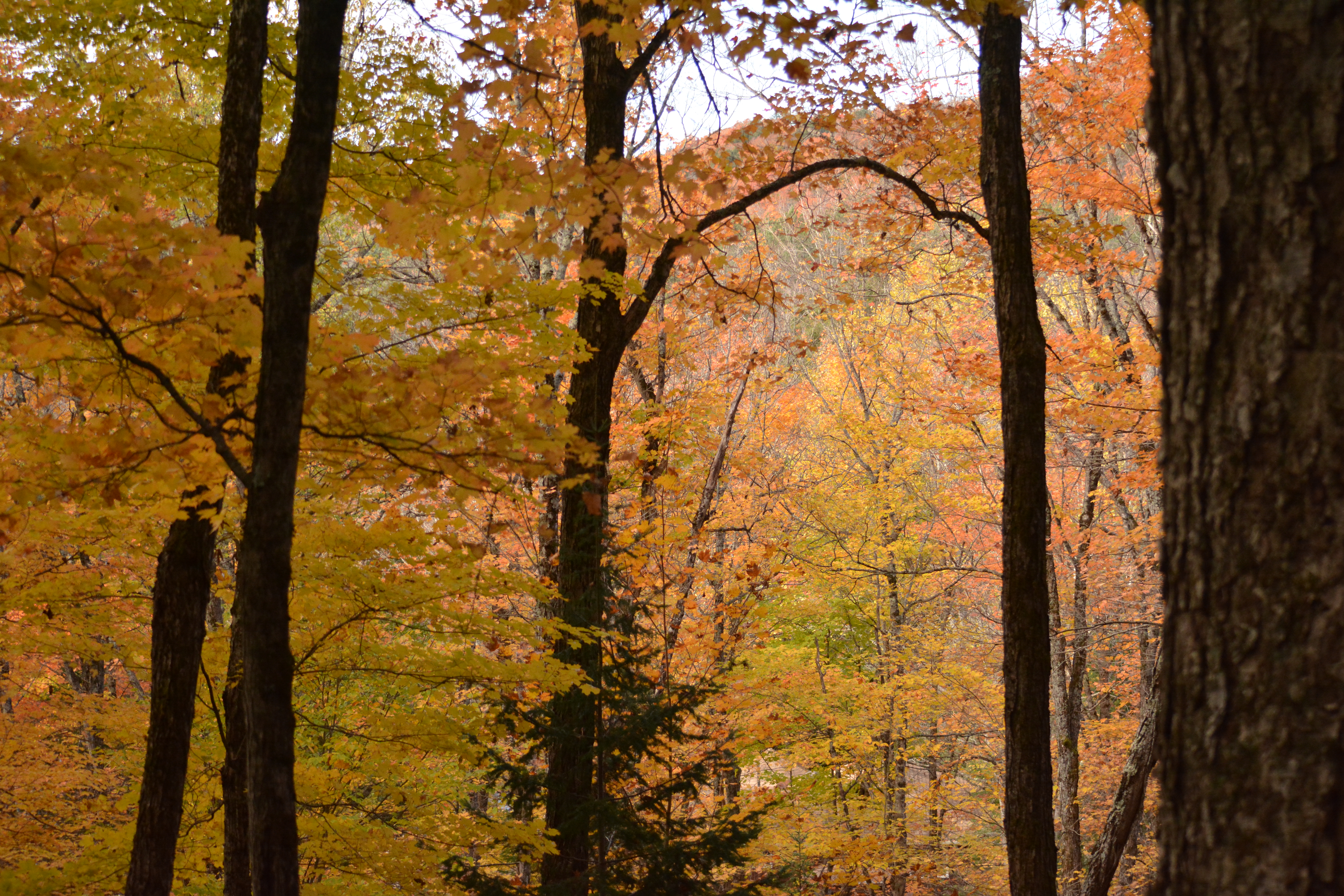 Autumn Colour