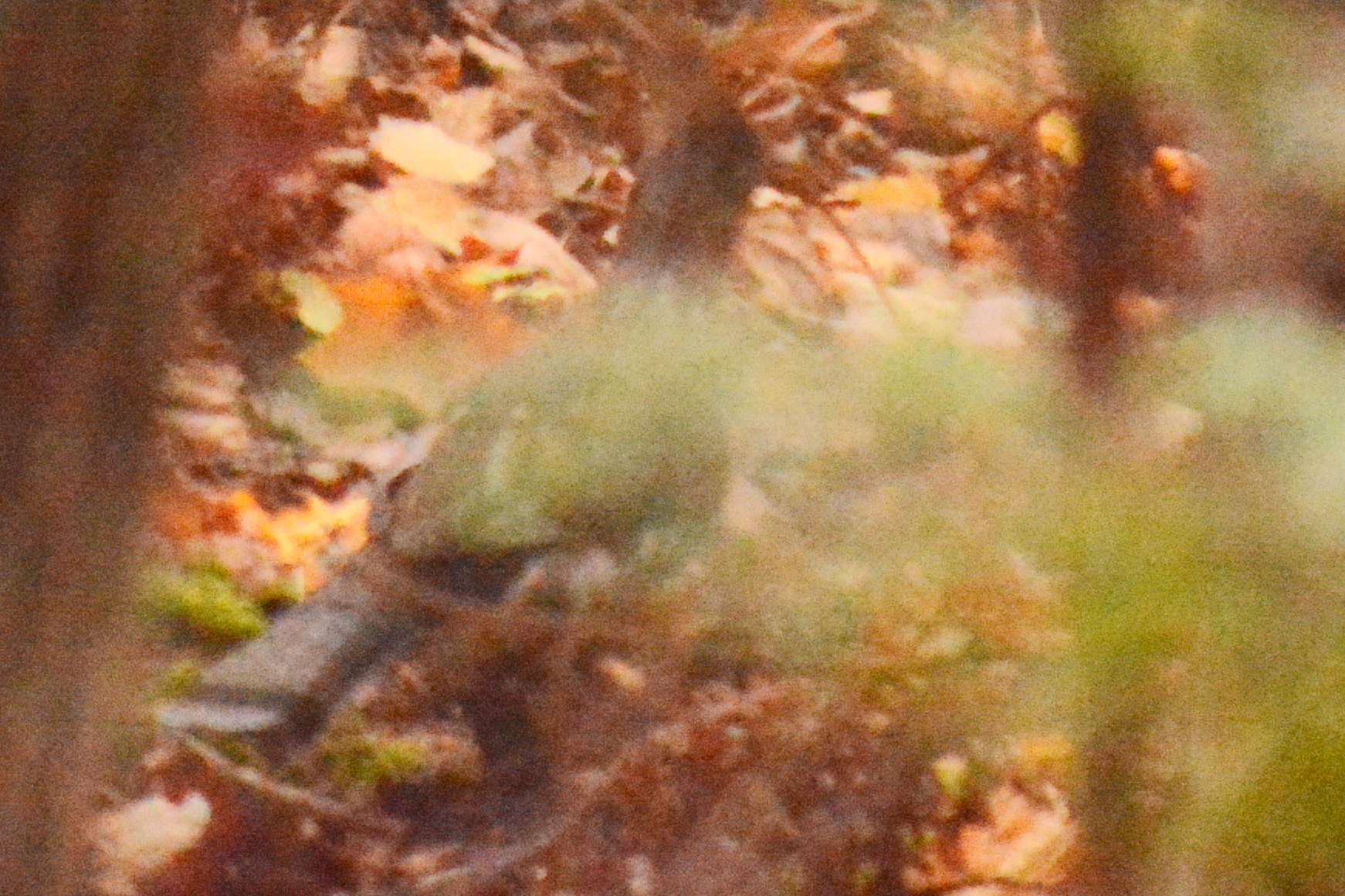 Ruffed Grouse