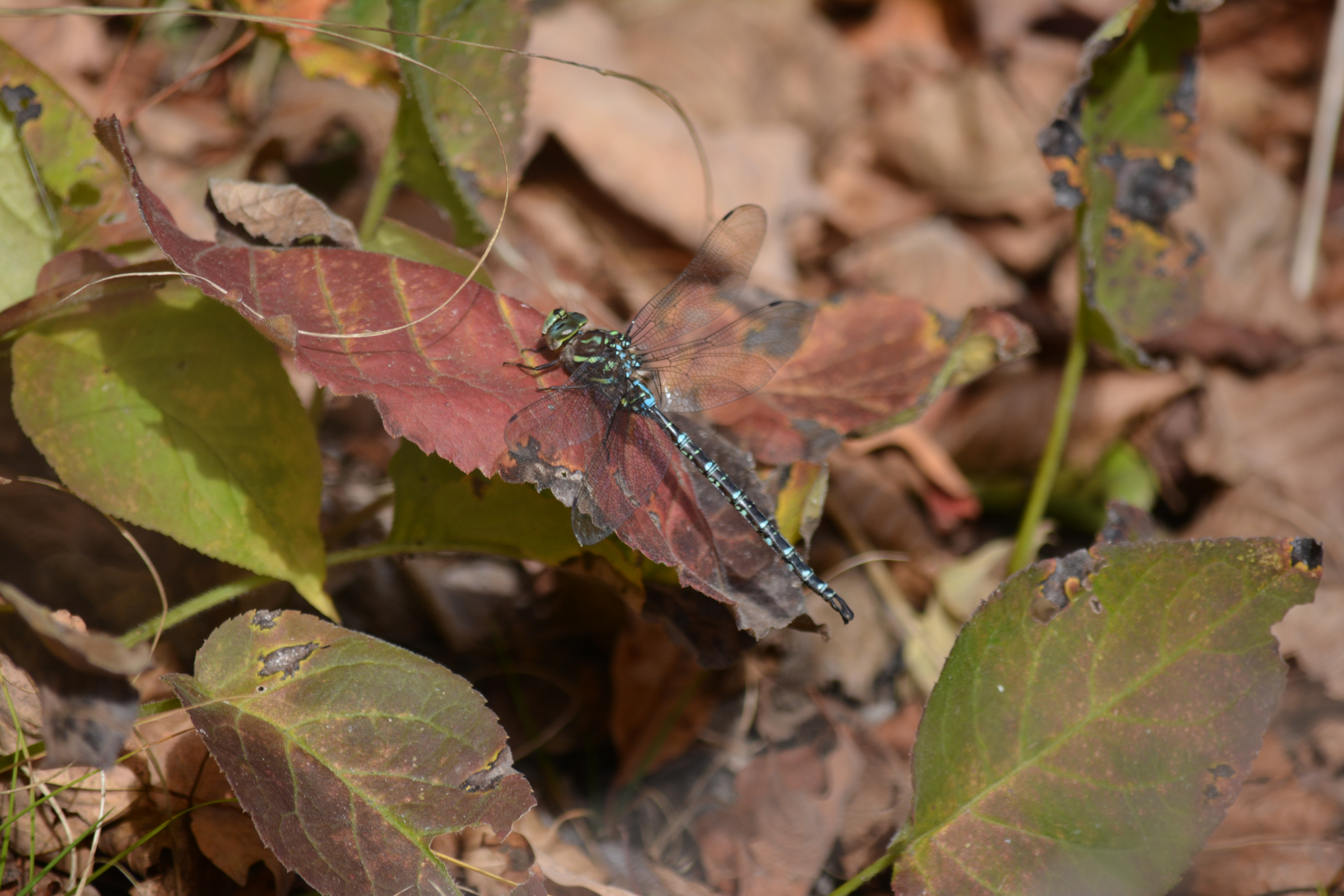 Shadow Darner