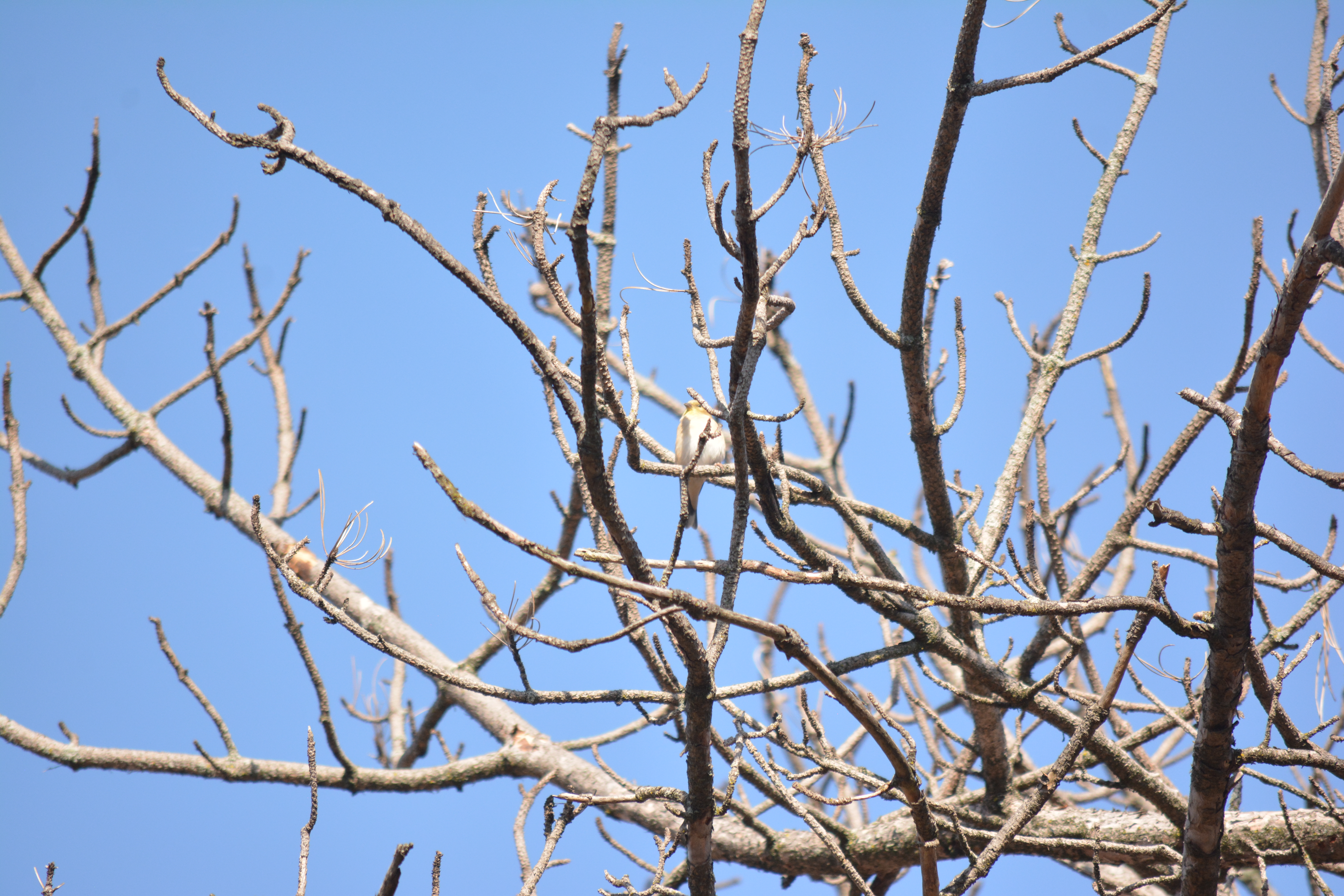 American Goldfinch