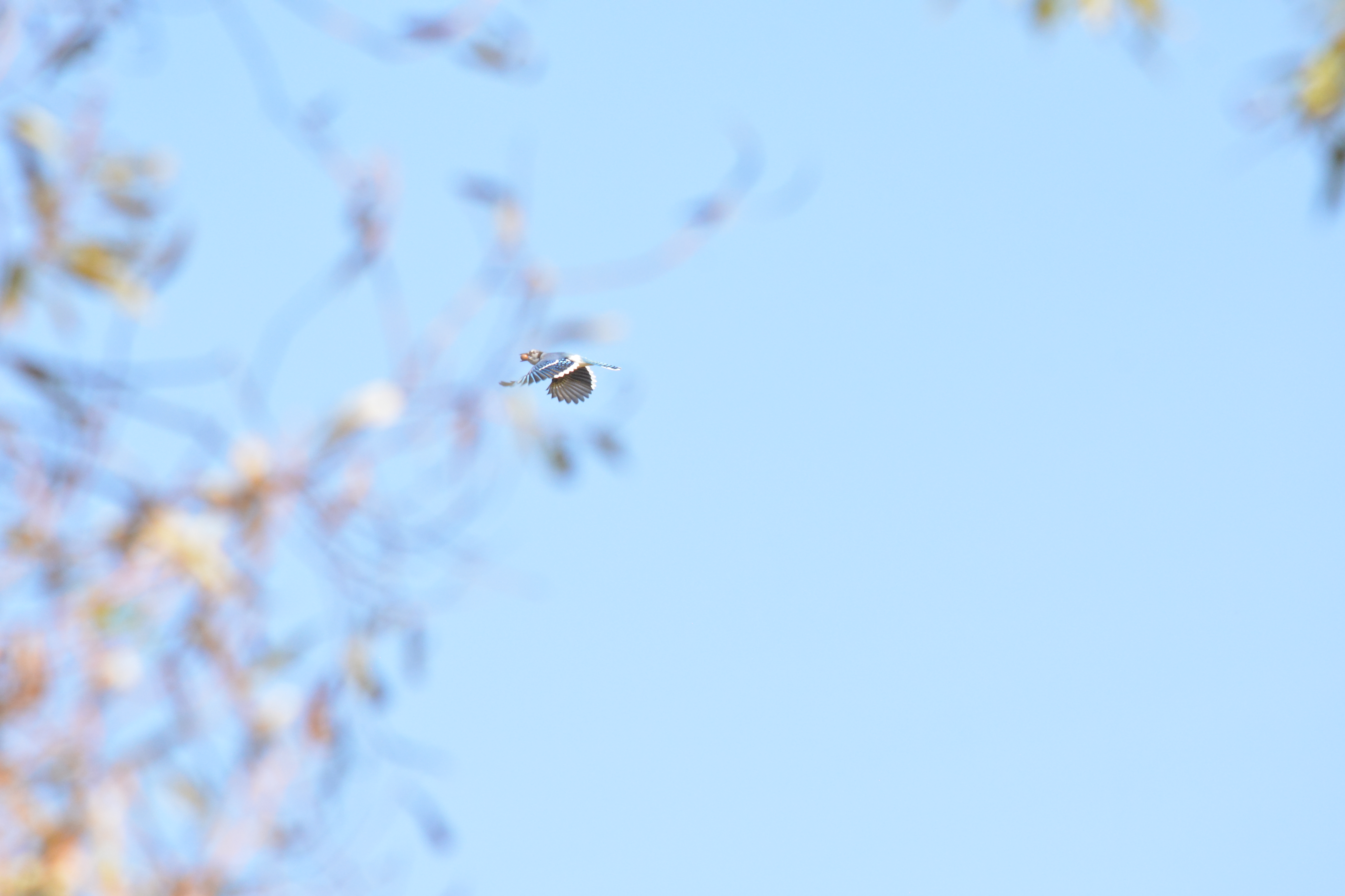 Blue Jay