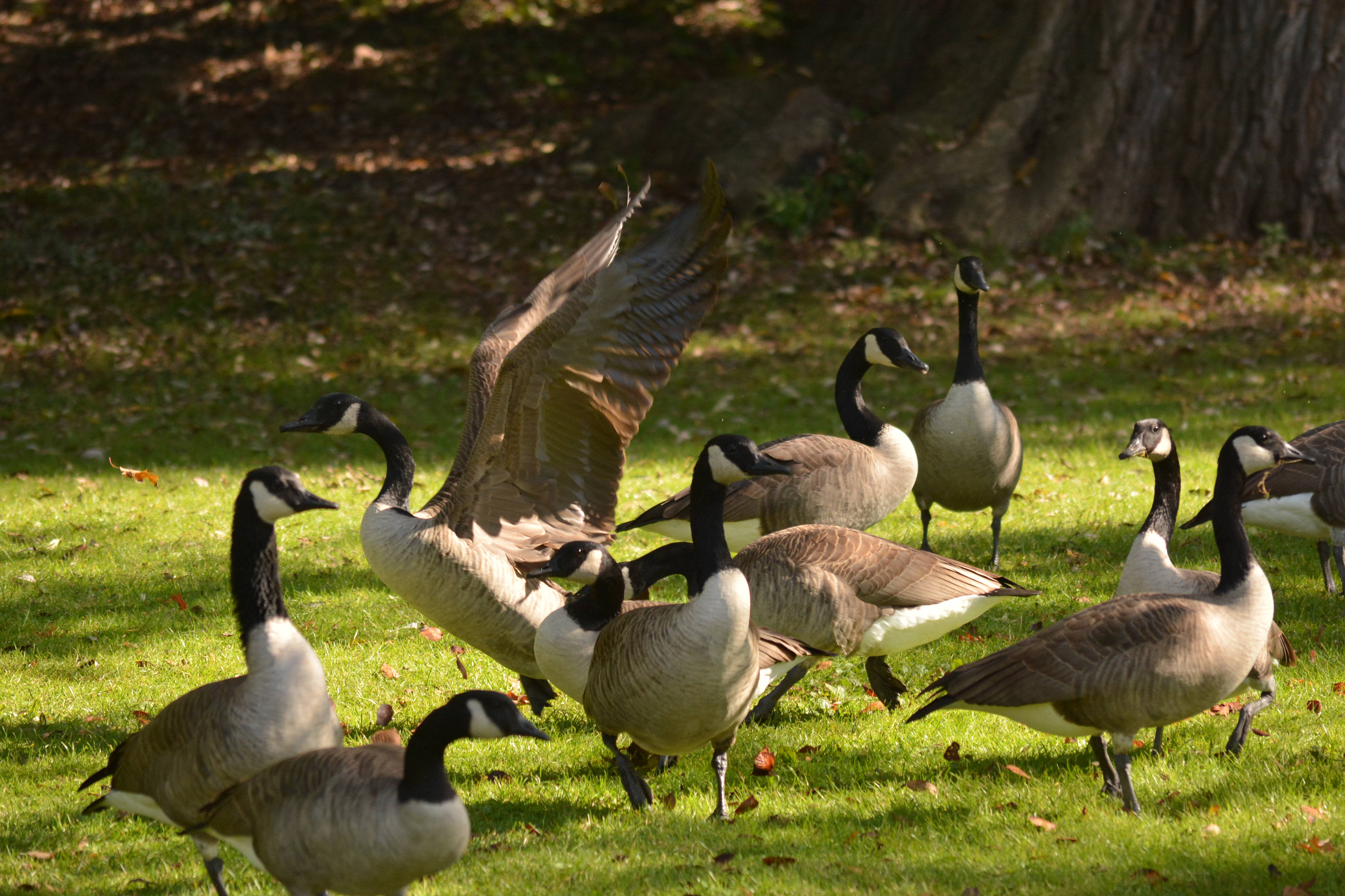 Canada Geese