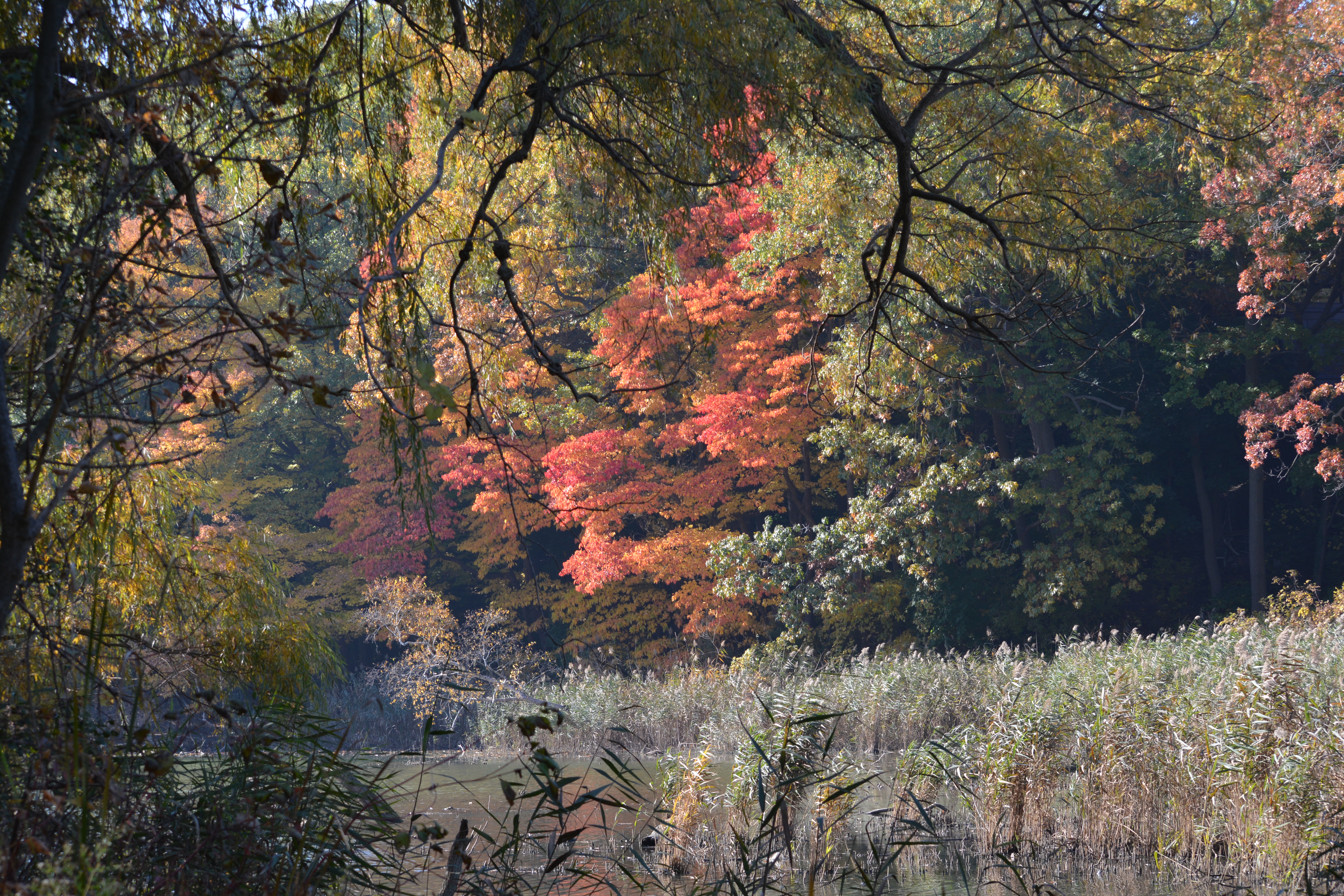 colours across pond