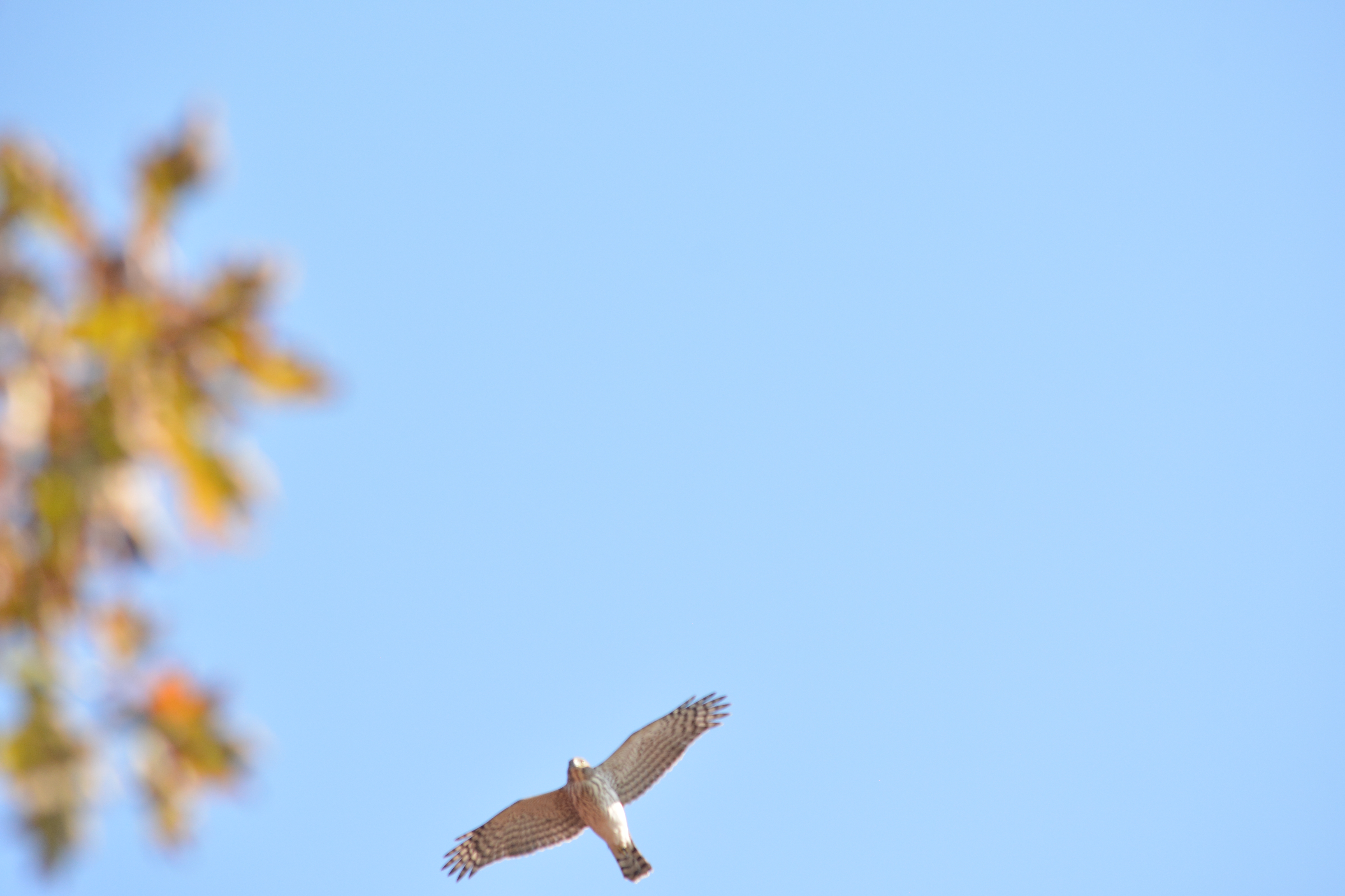 Cooper's Hawk