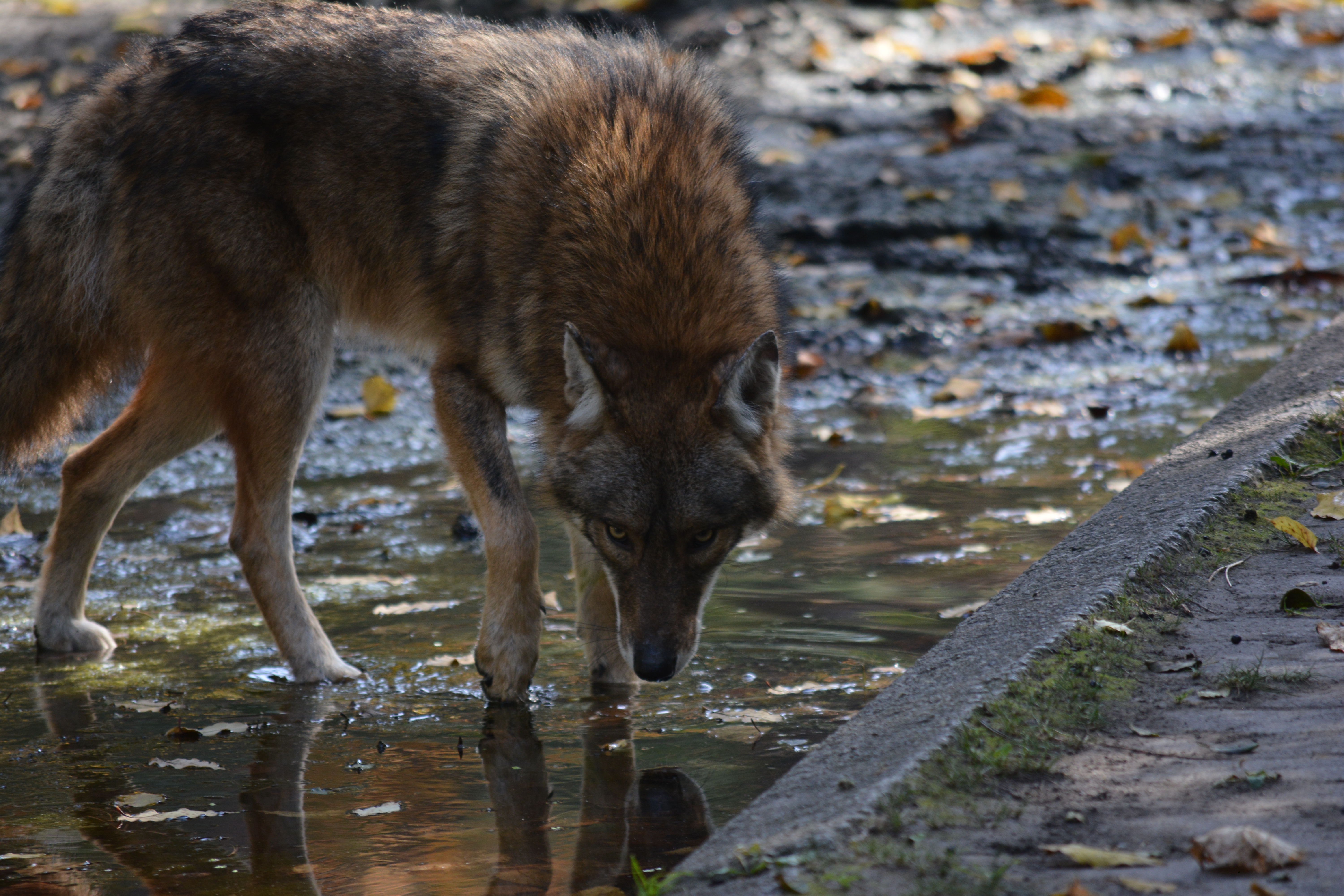 coyote