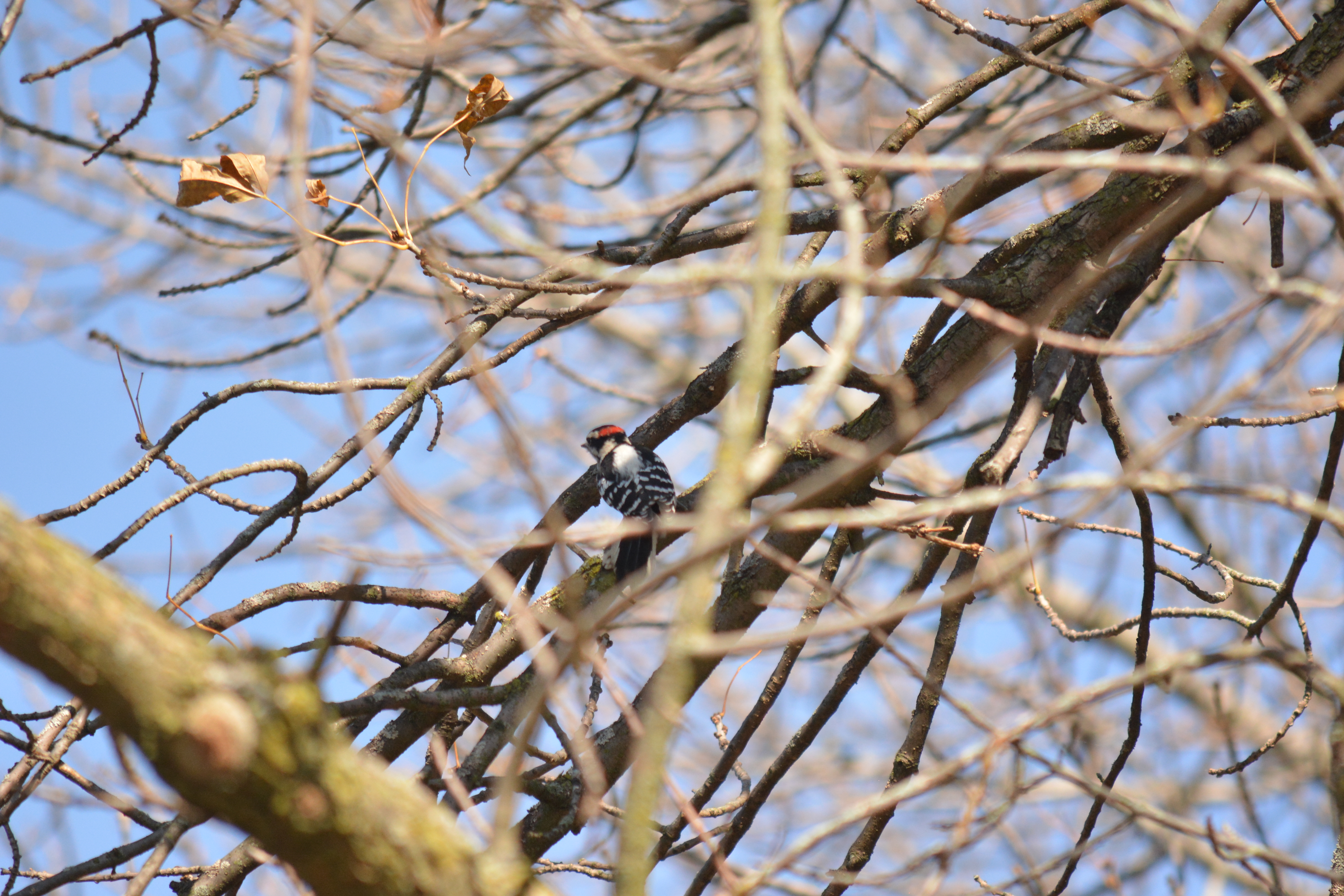 Downy Woodpecker