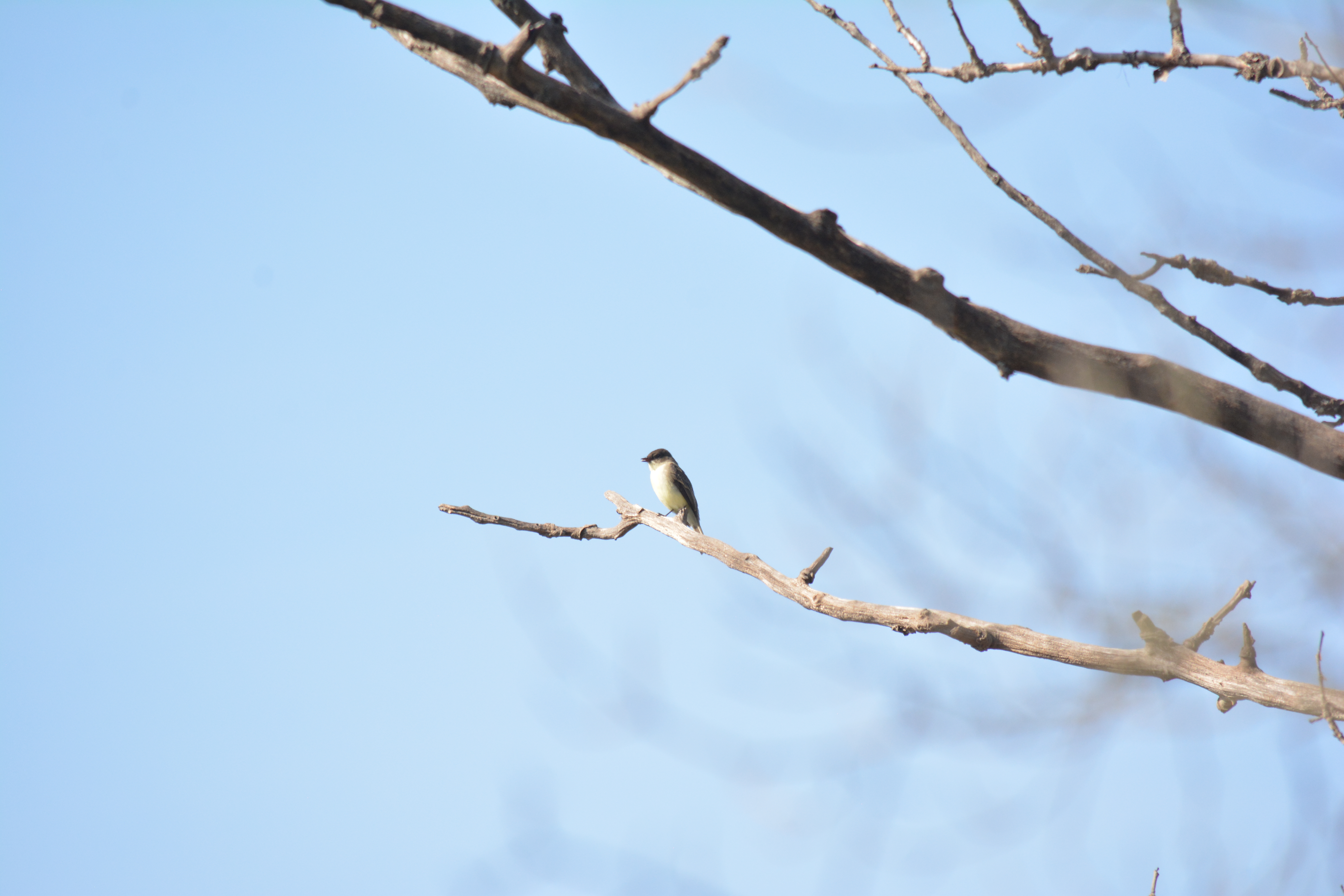 Eastern Phoebe