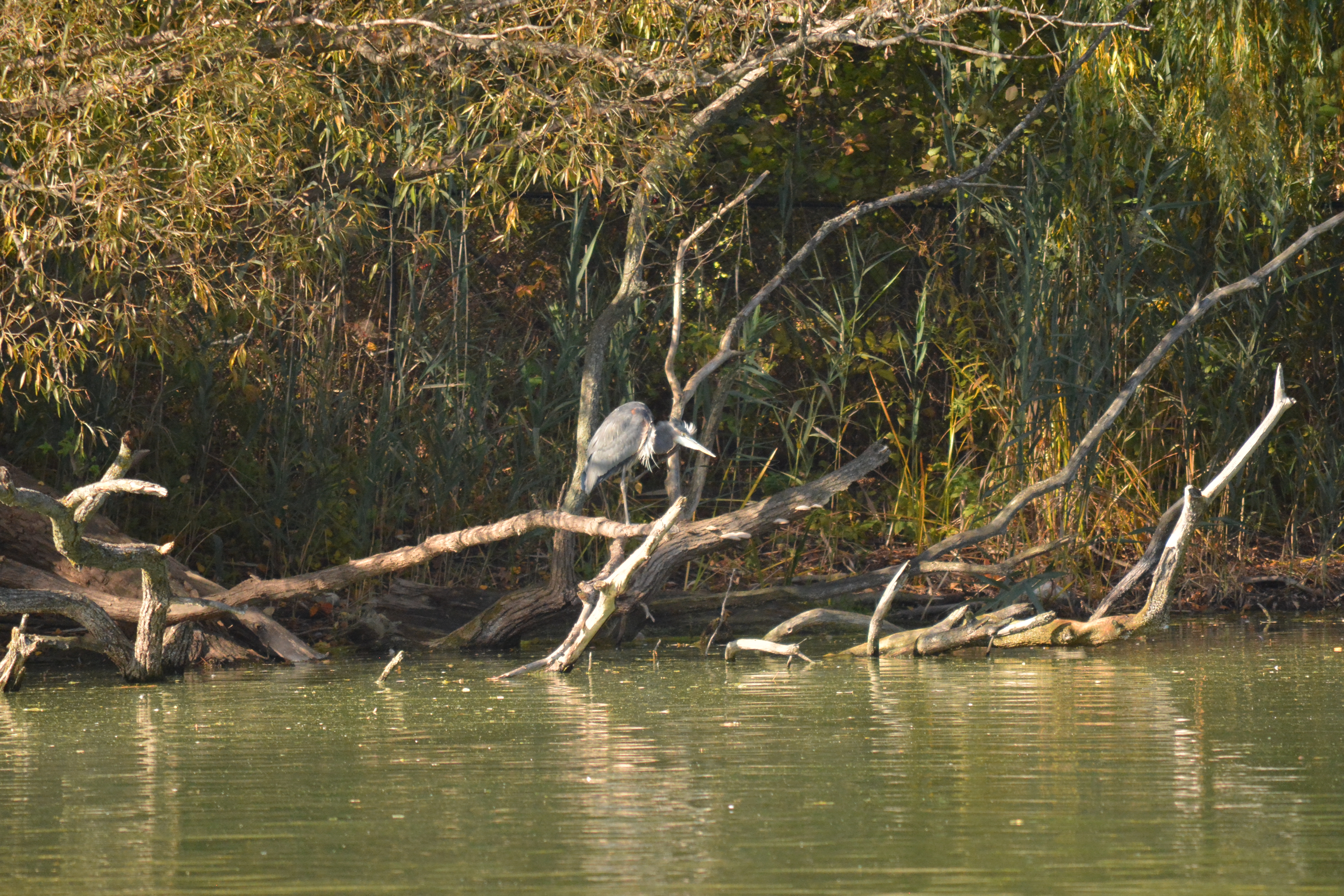 Great Blue Heron