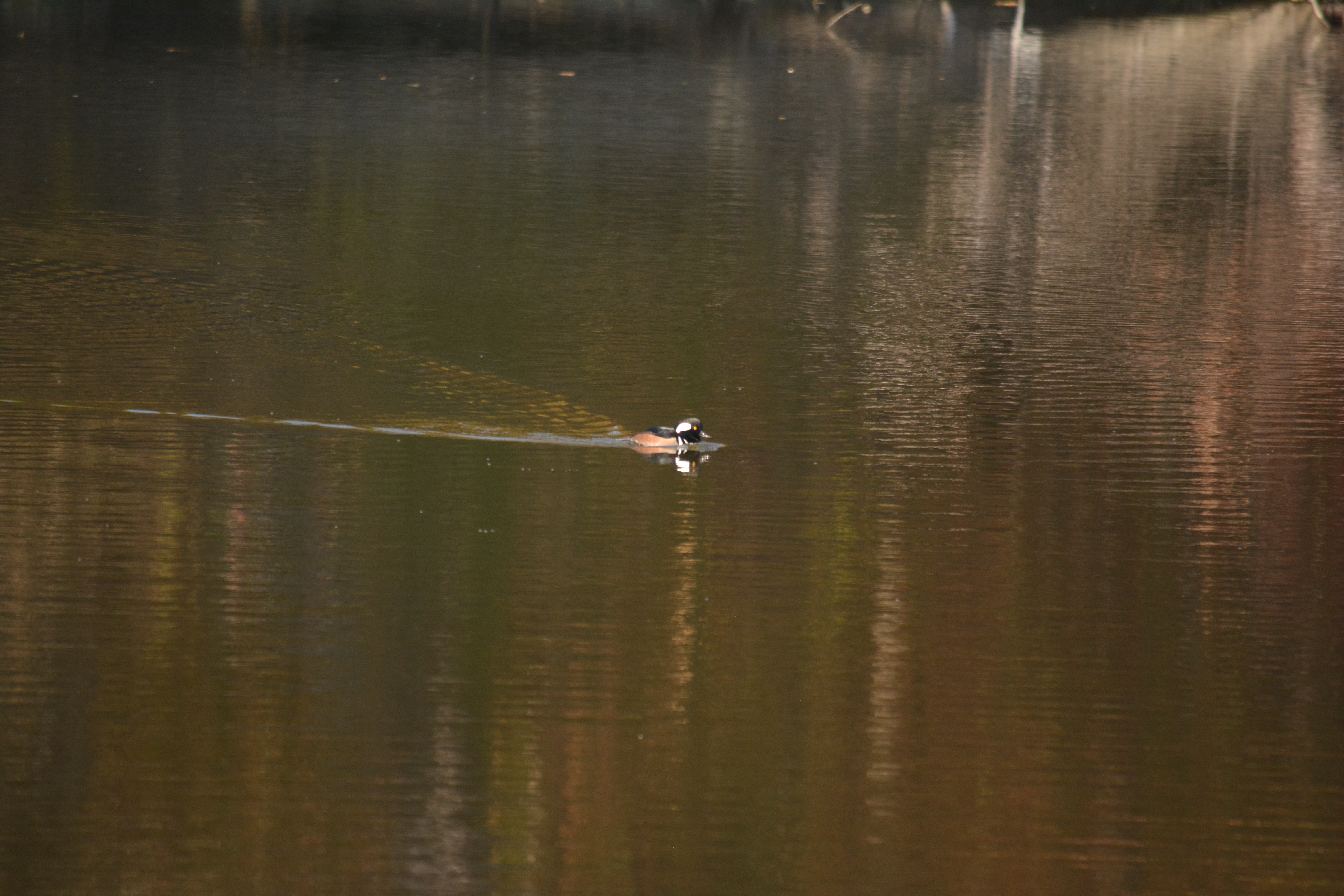 Hooded Merganser