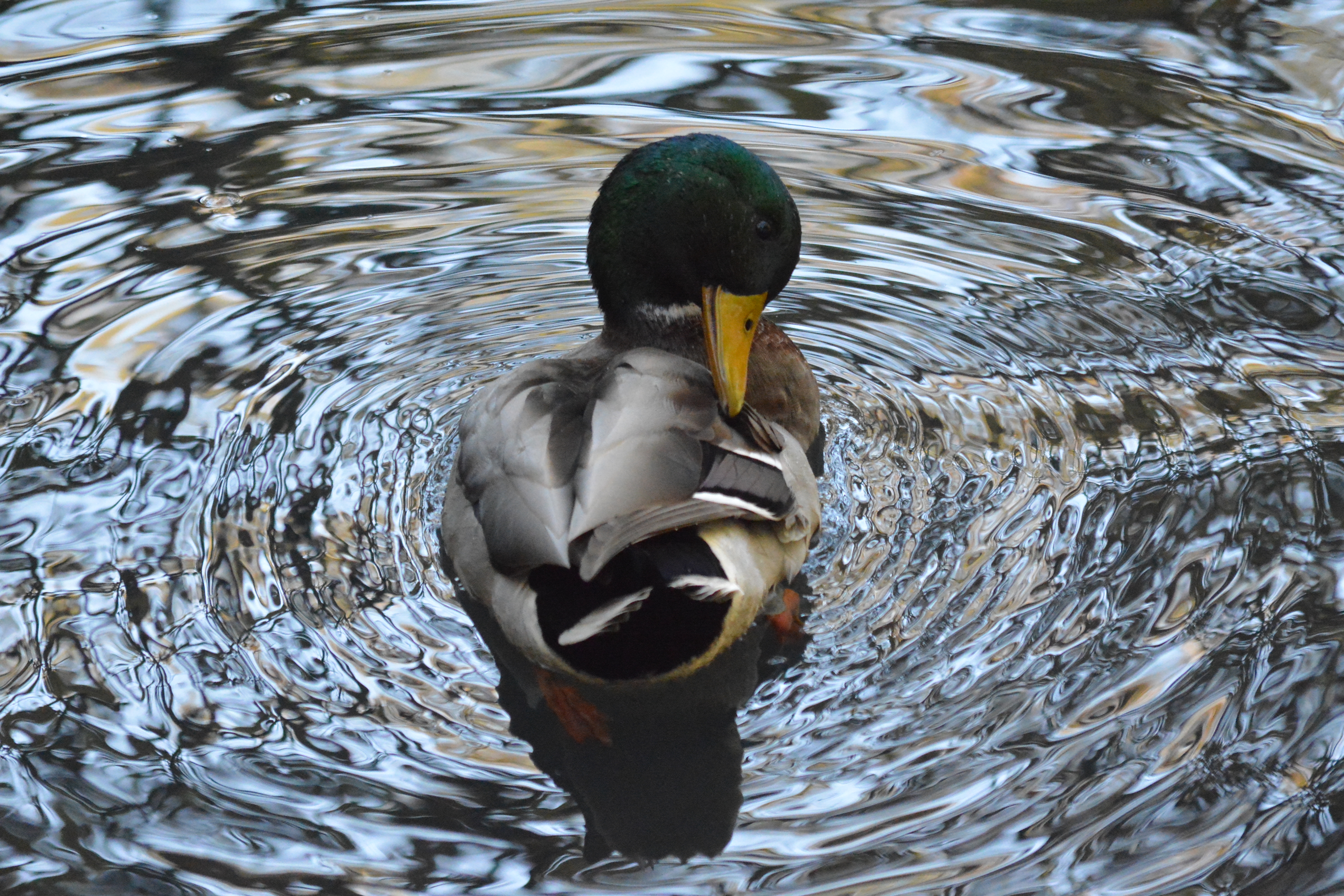 mallard