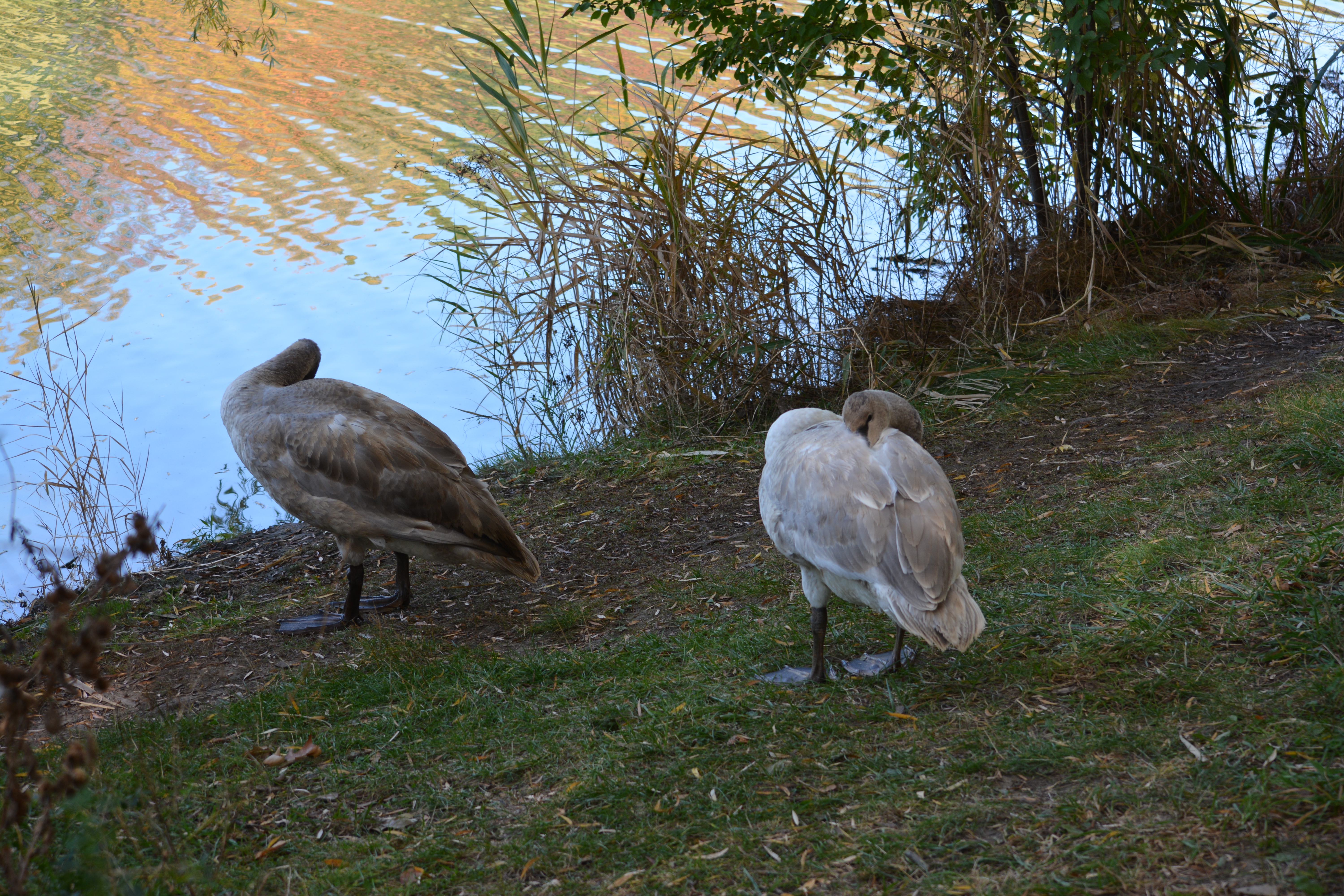 Mute Swans