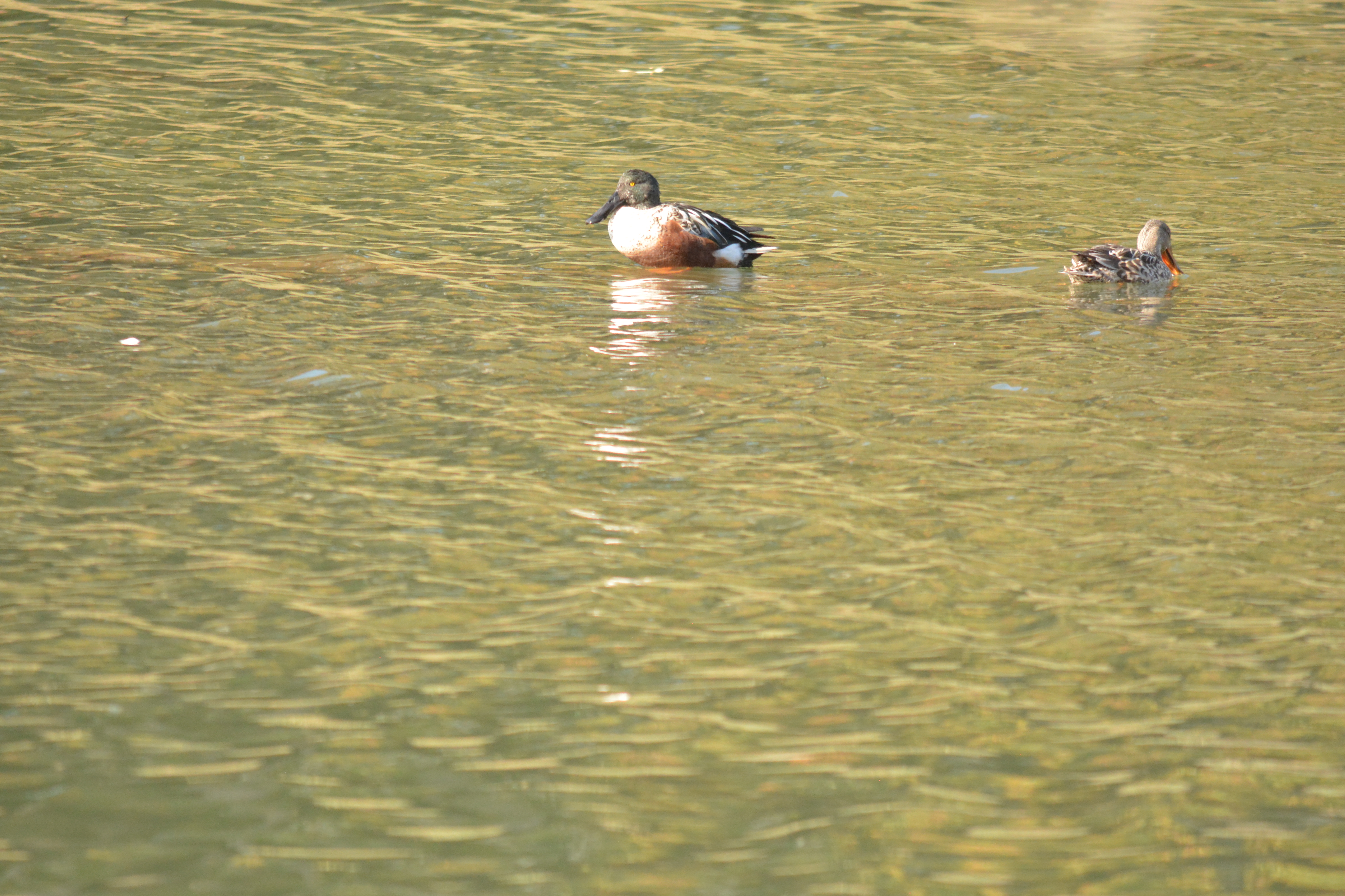 northern shoveler