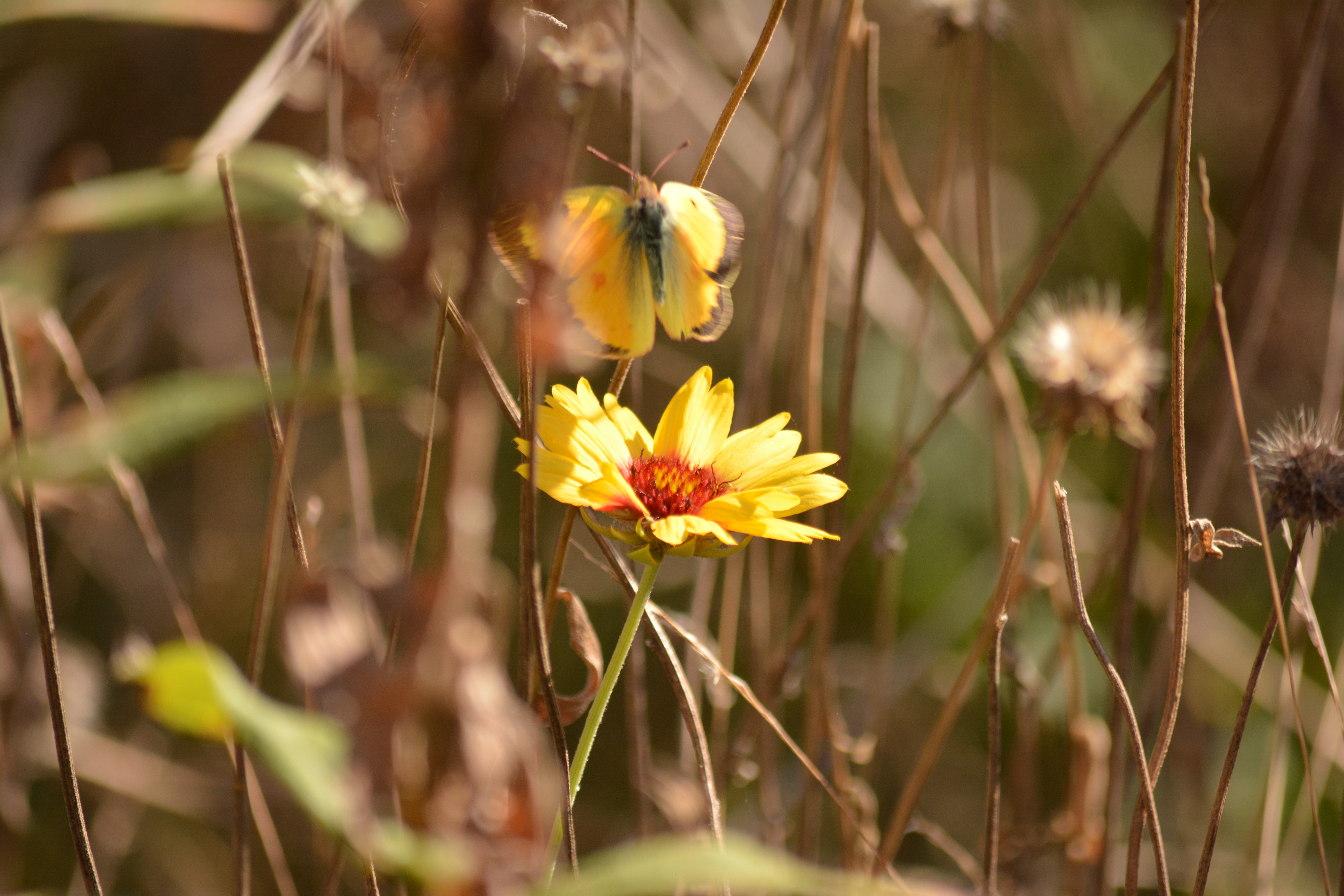 Orange Sulphur