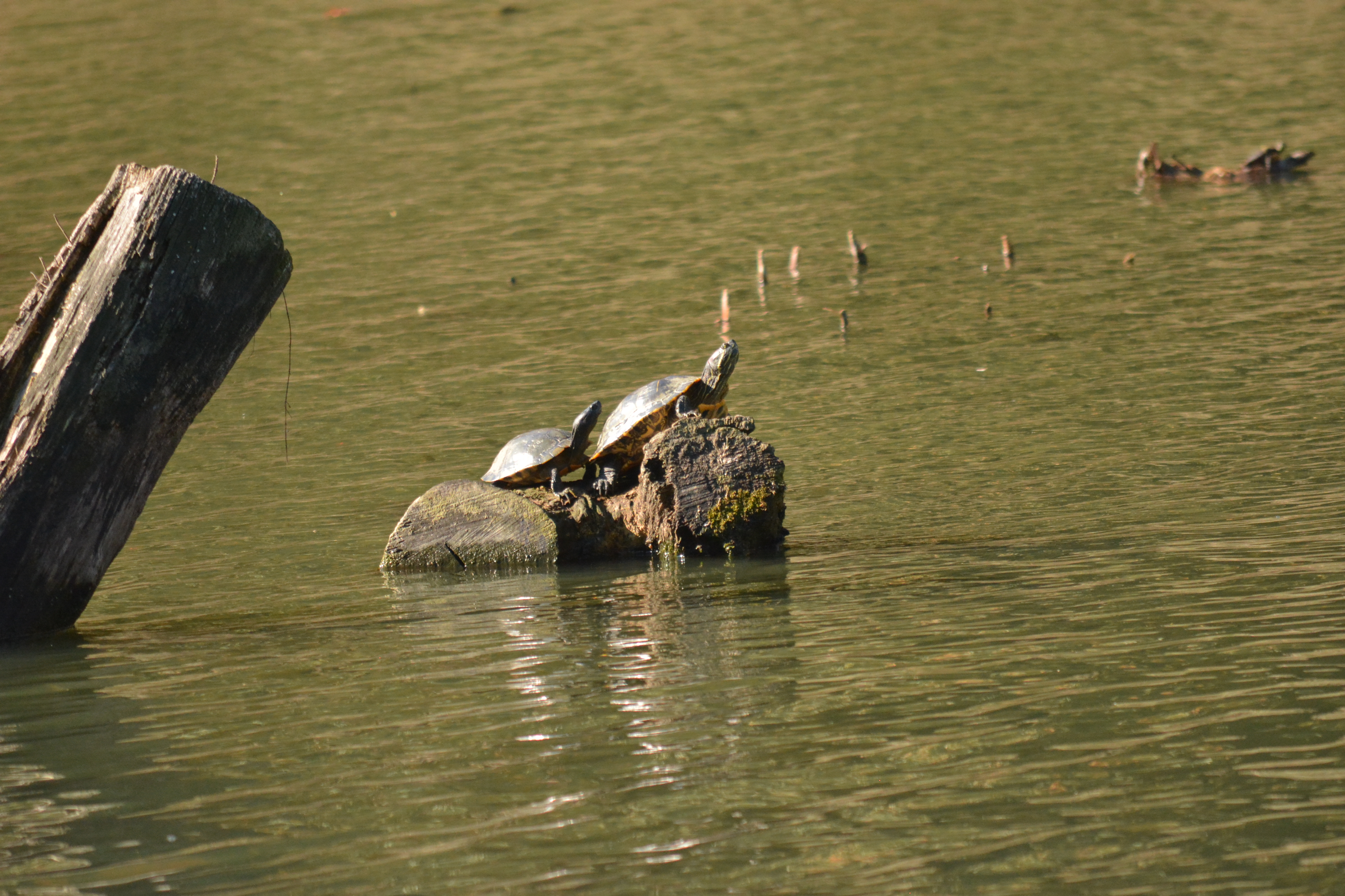 red-eared slider turtles