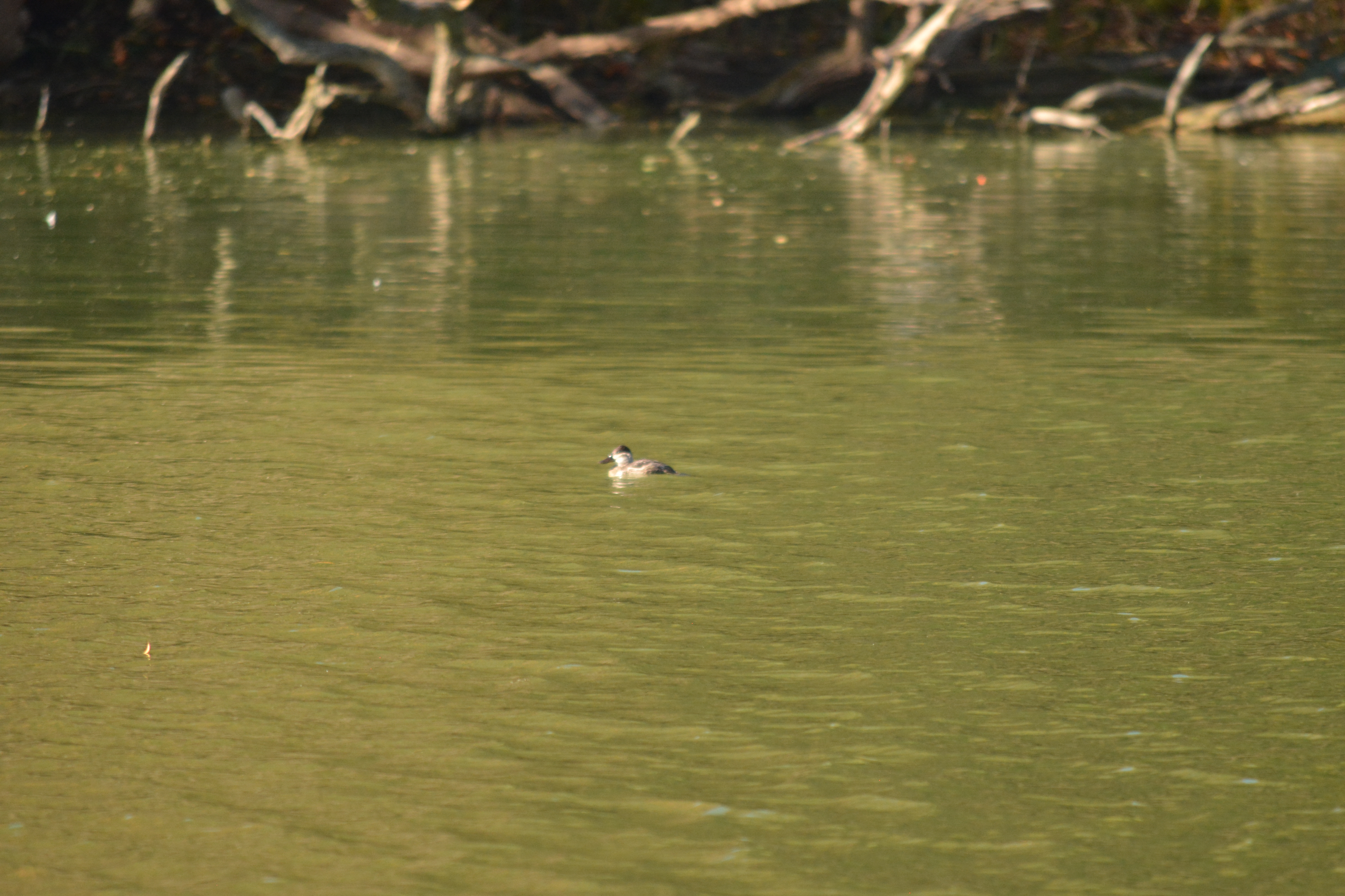 Ruddy Duck