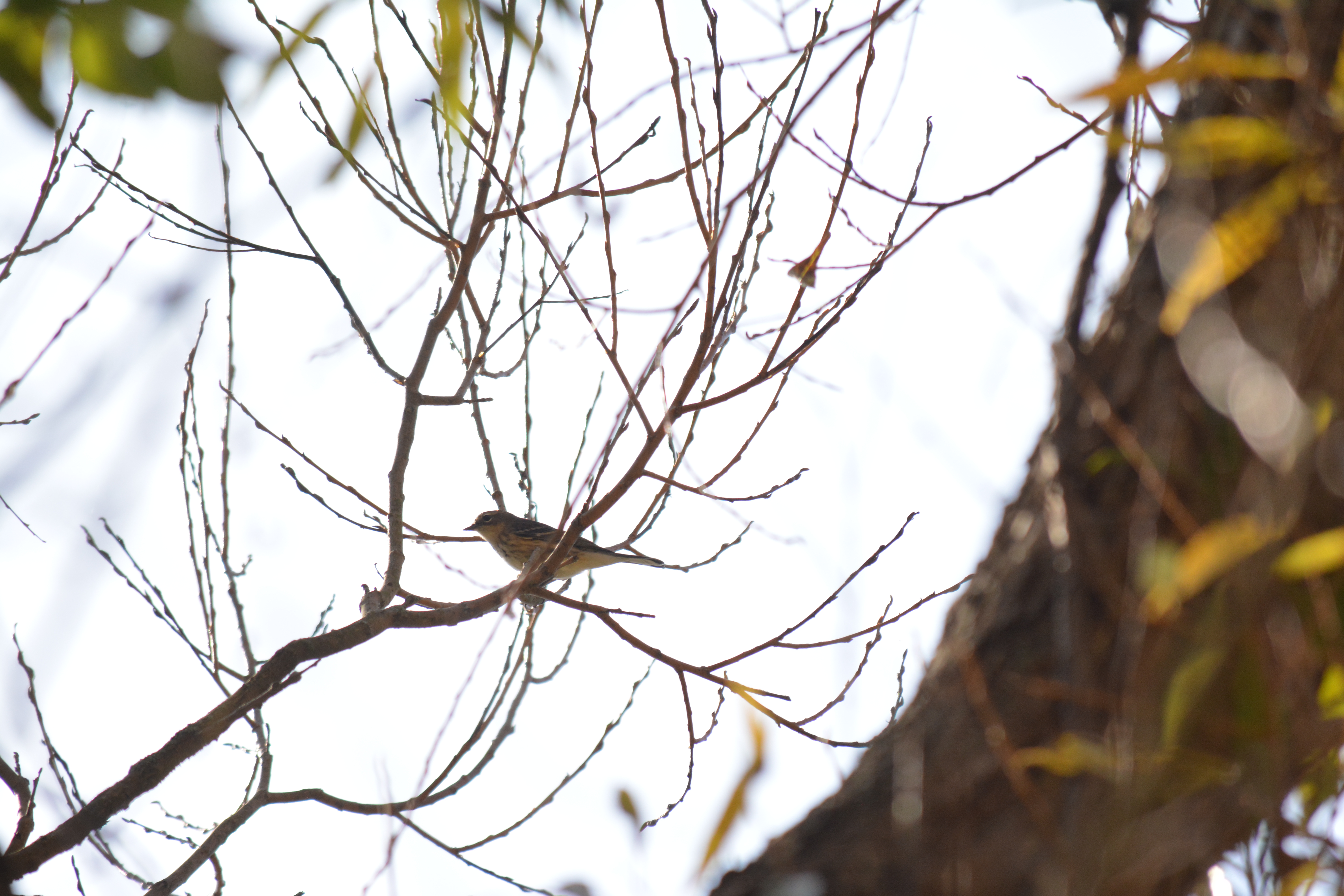 Yellow-Rumped Warbler