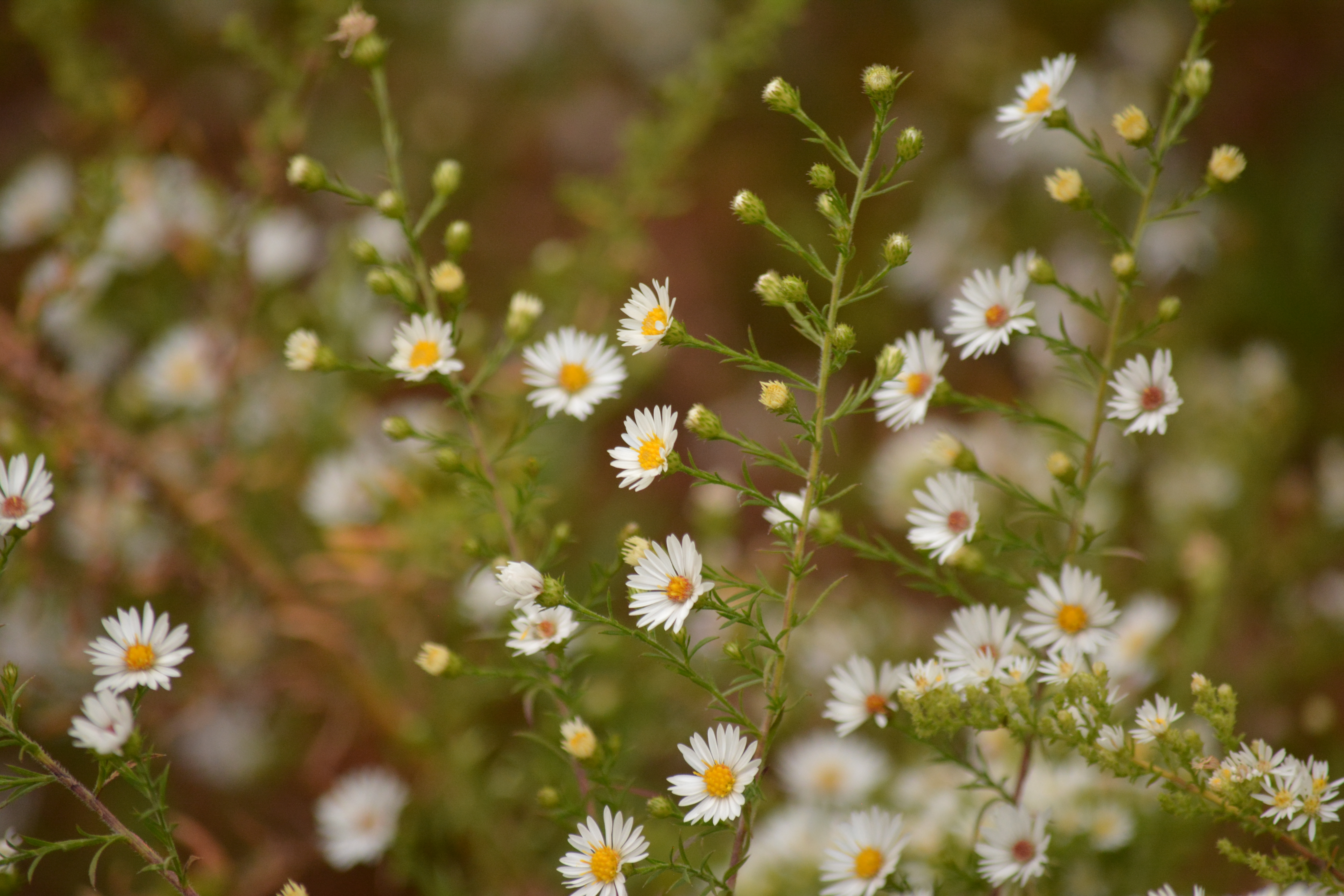 asters