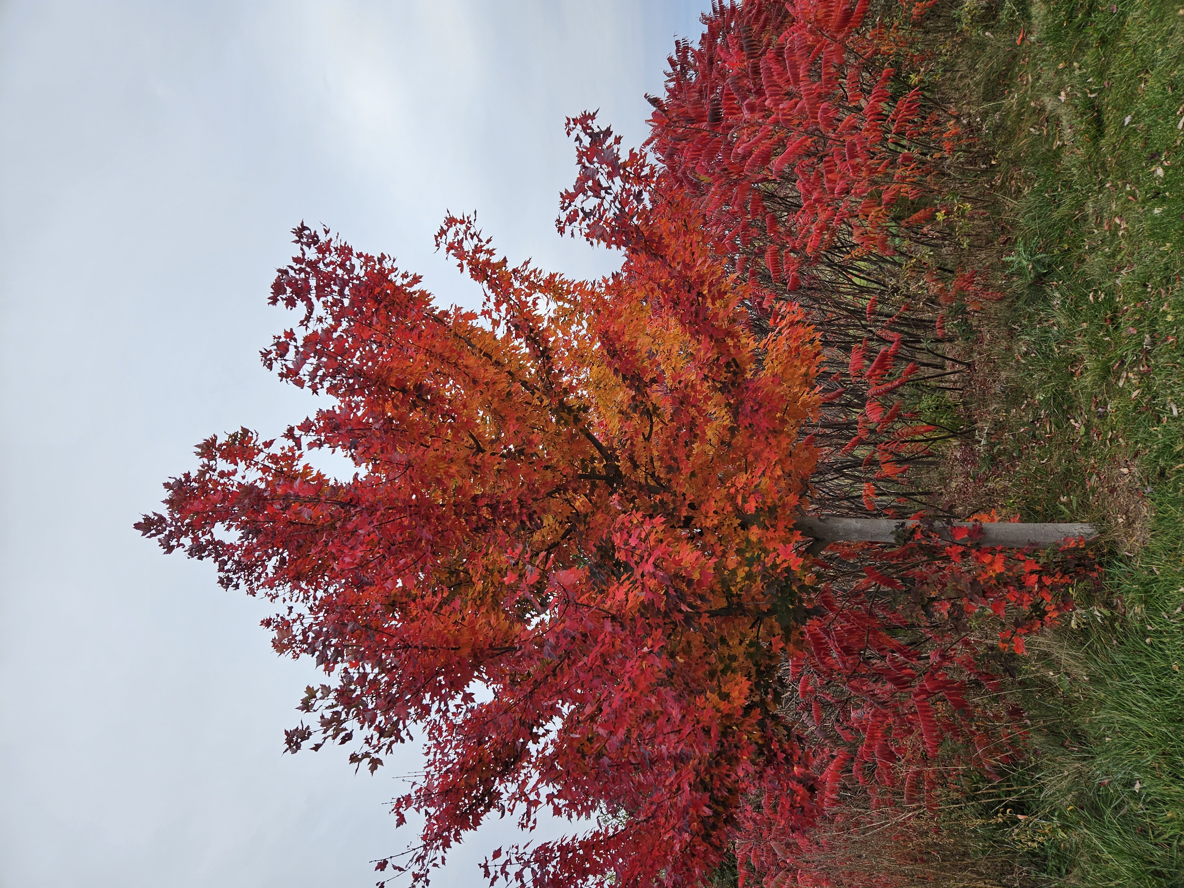 Autumn colour tree.