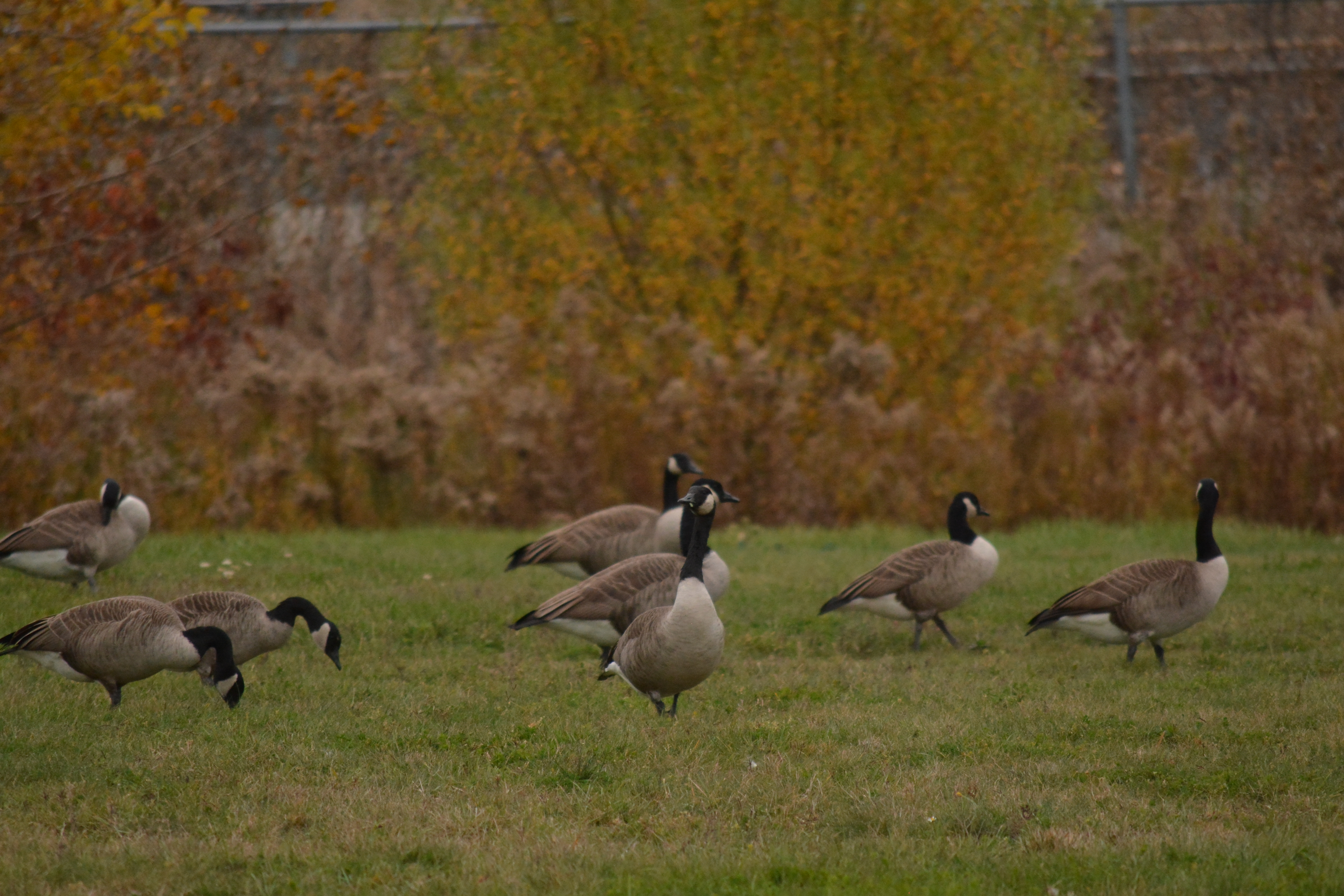 Canada Geese