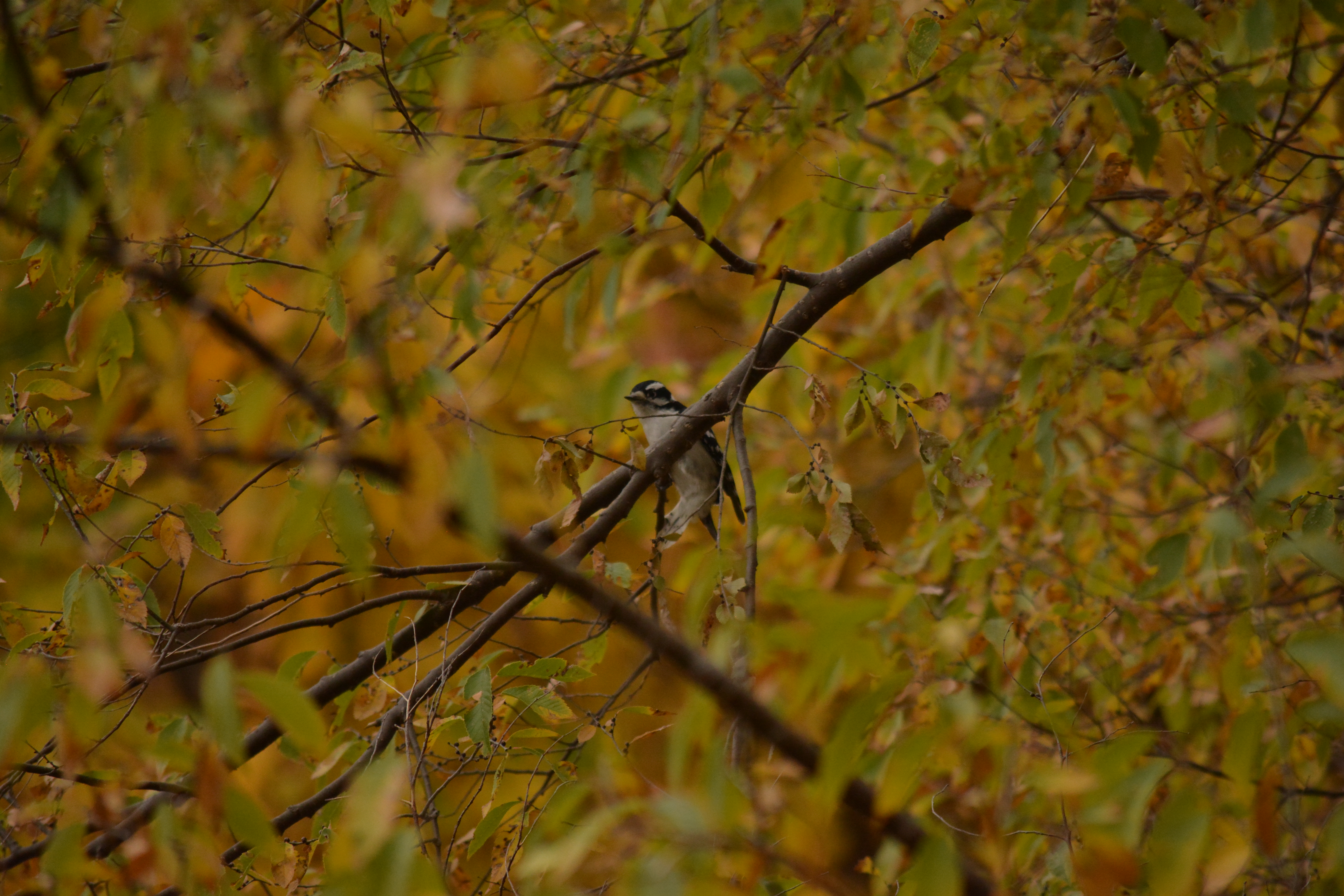 Downy Woodpecker