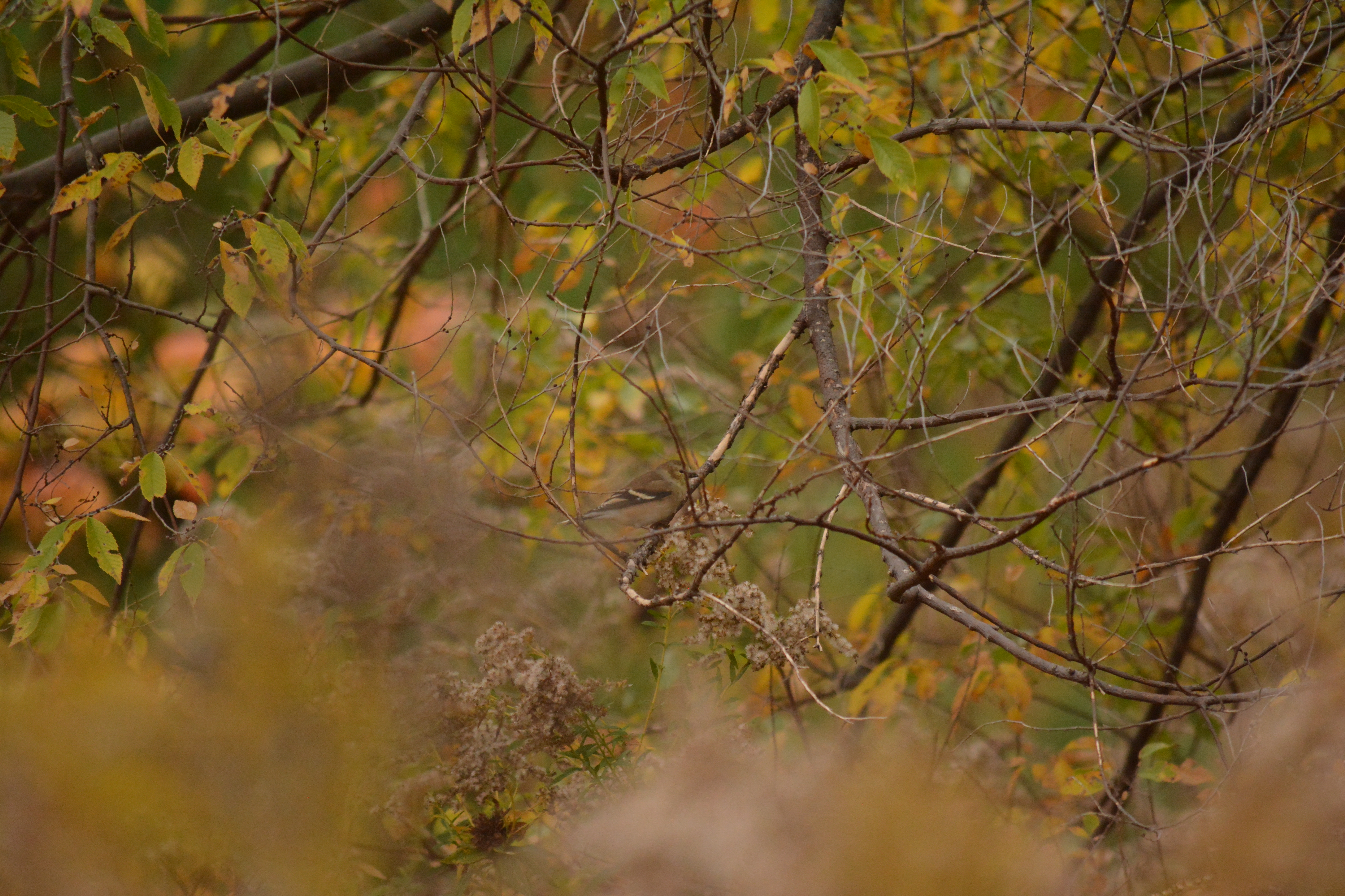 Goldfinch