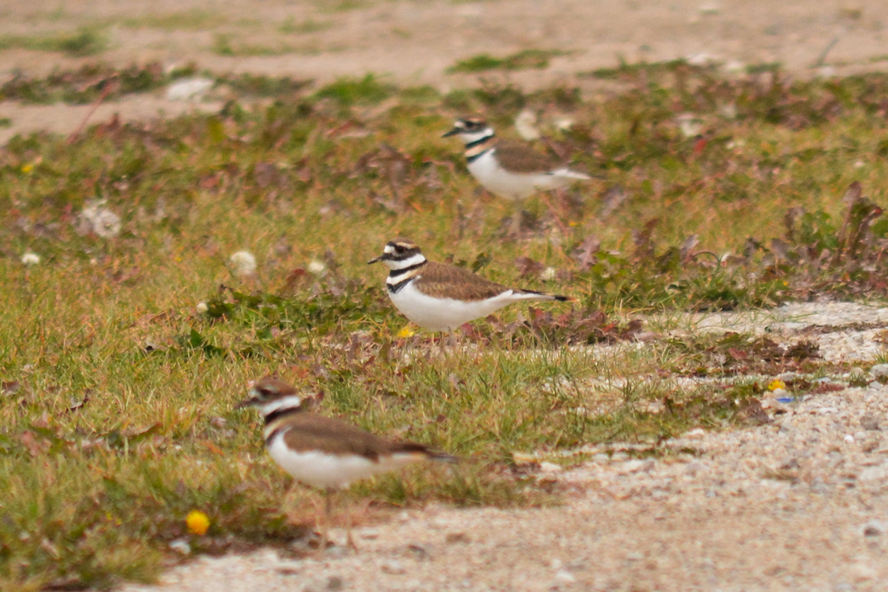 killdeer