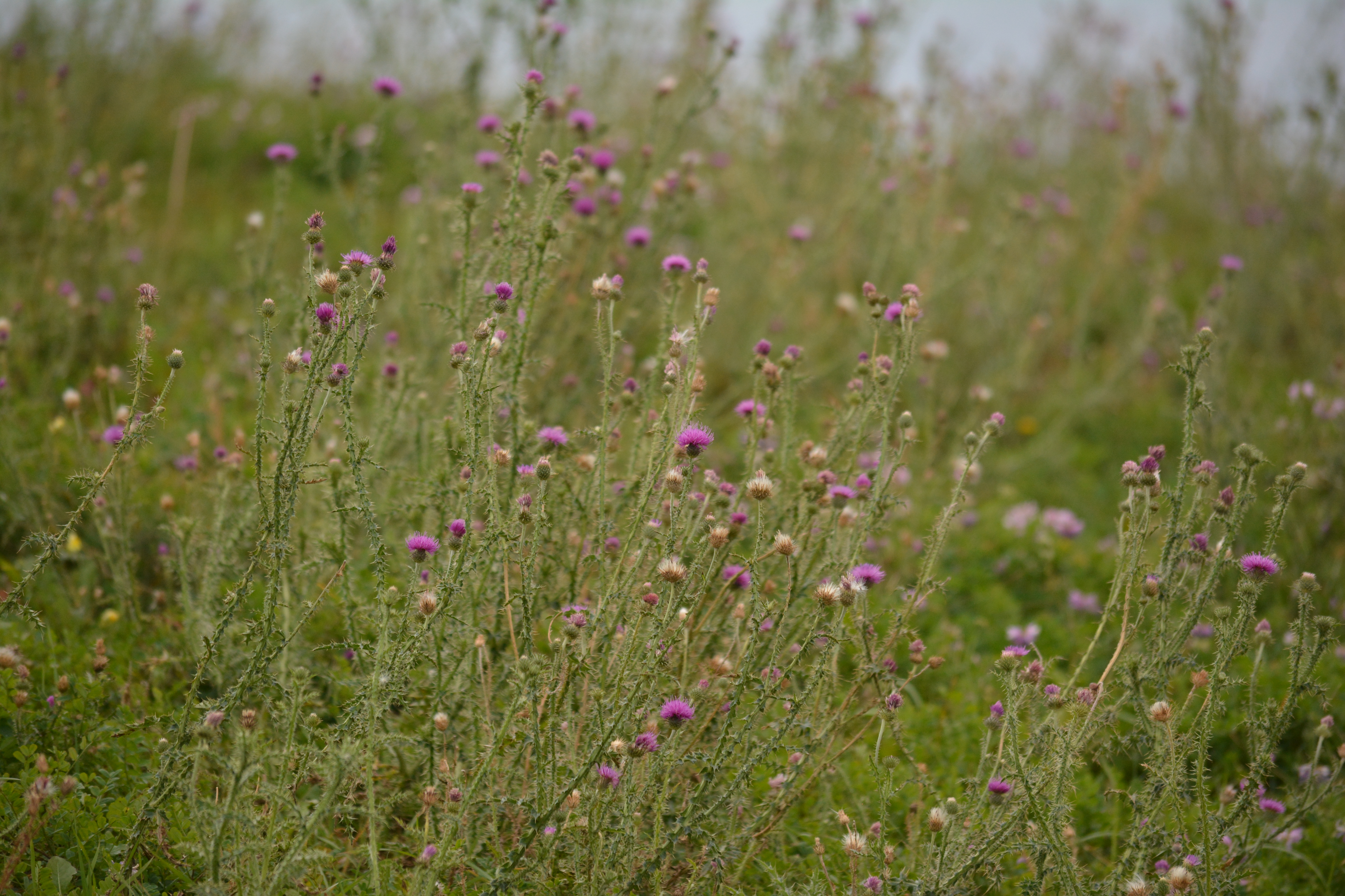 Purple Thistle