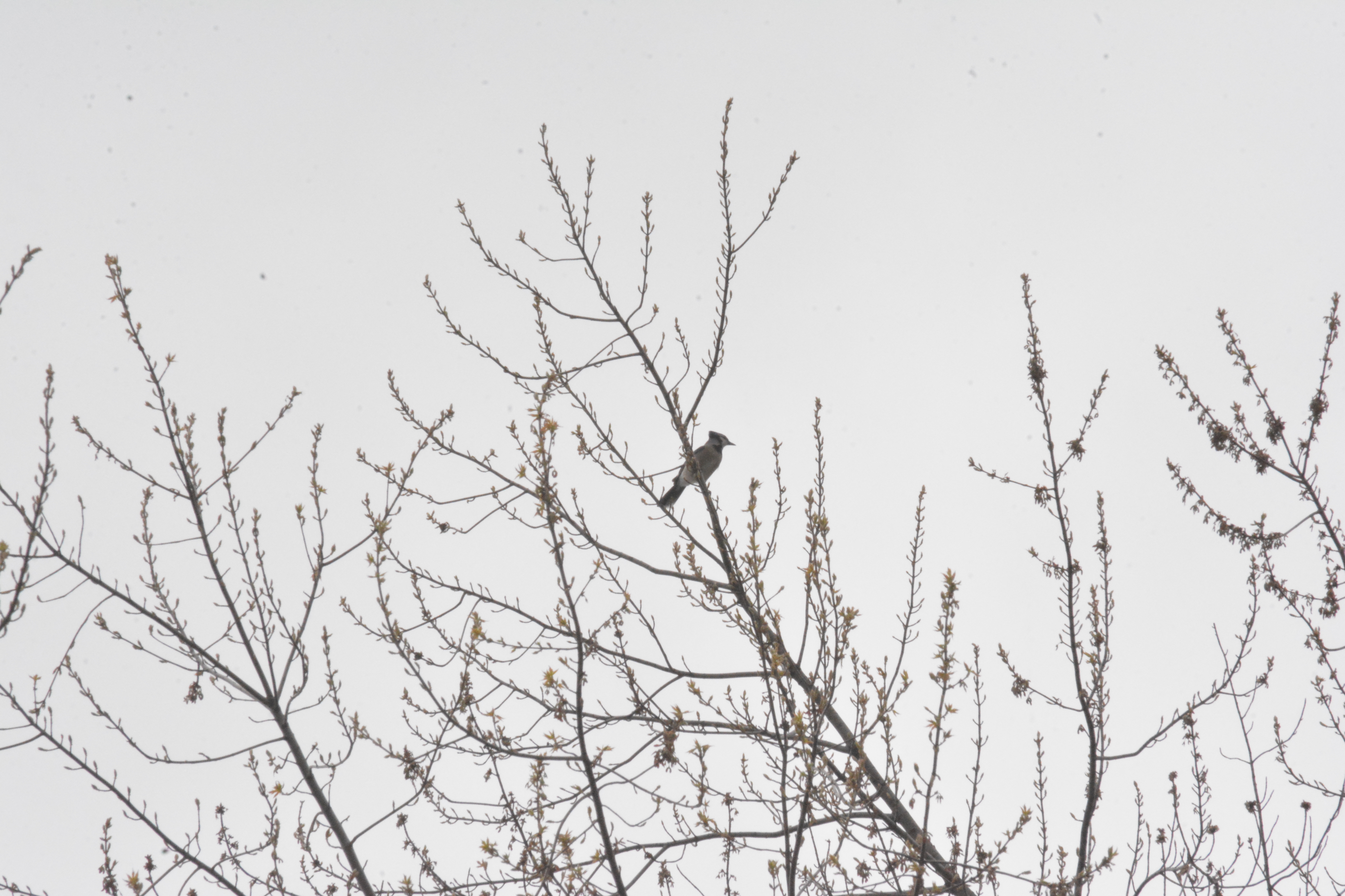 blue-jay