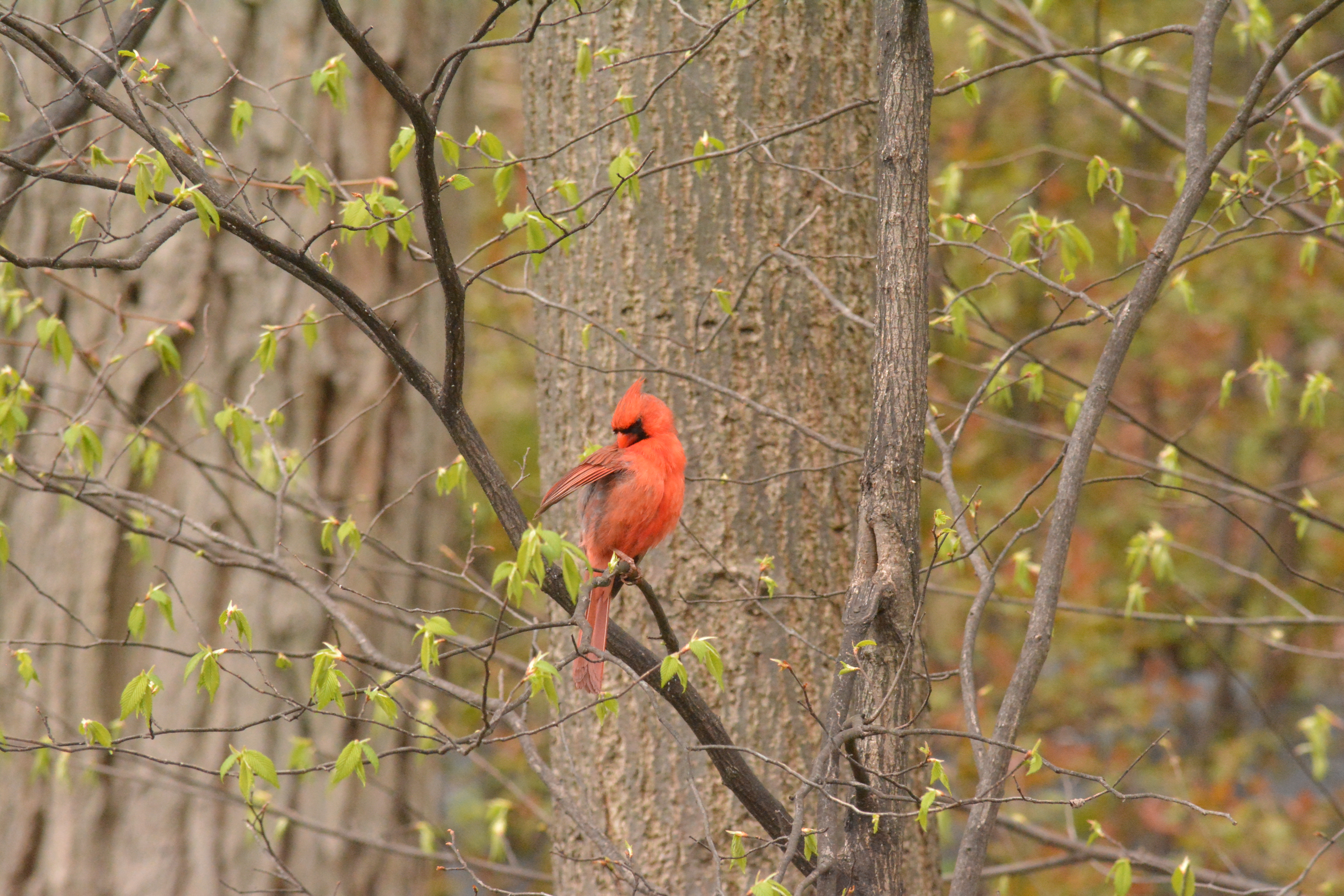 cardinal