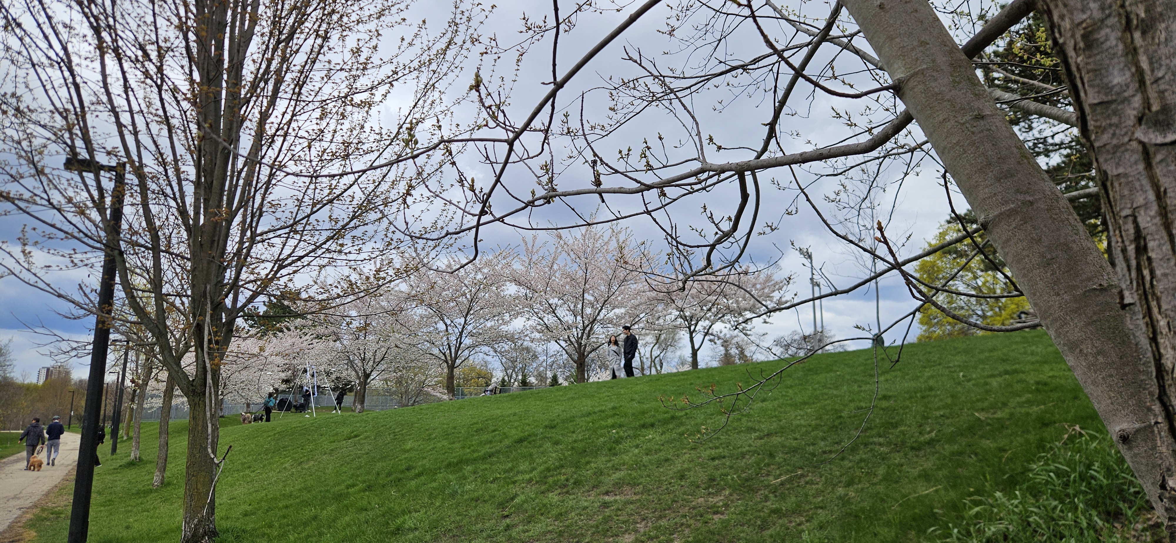 Cherry Tree