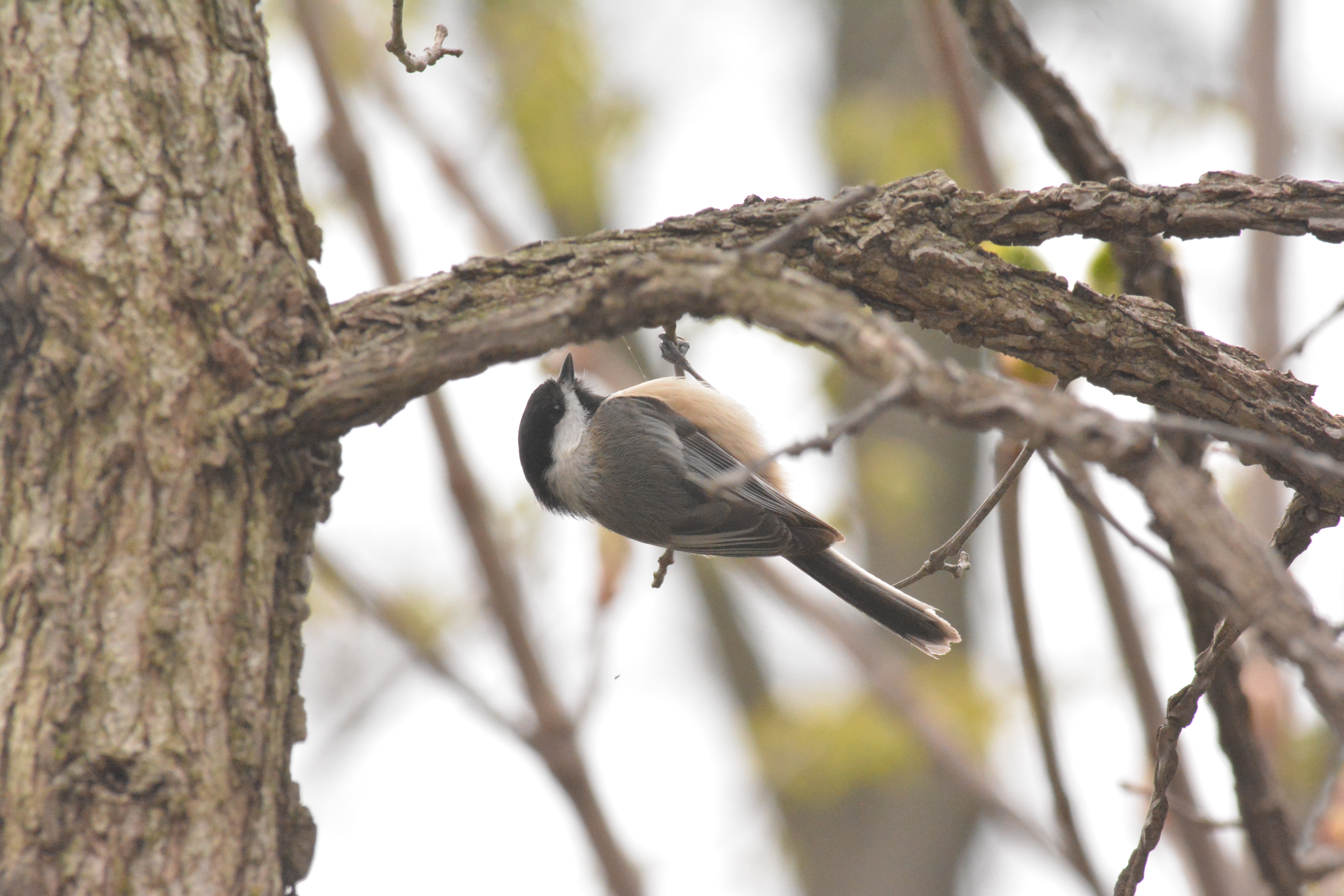 chickadee