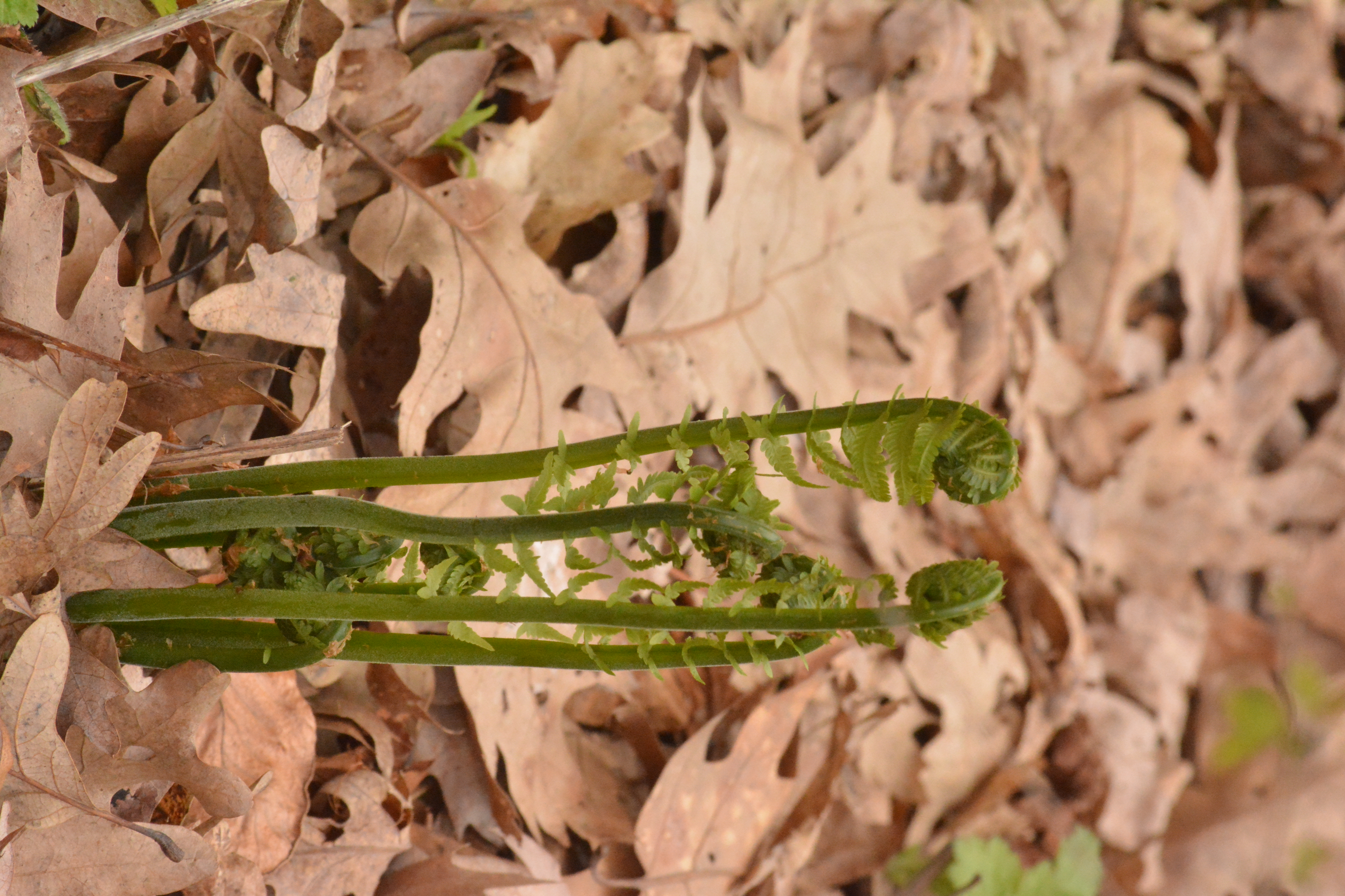 fiddleheads