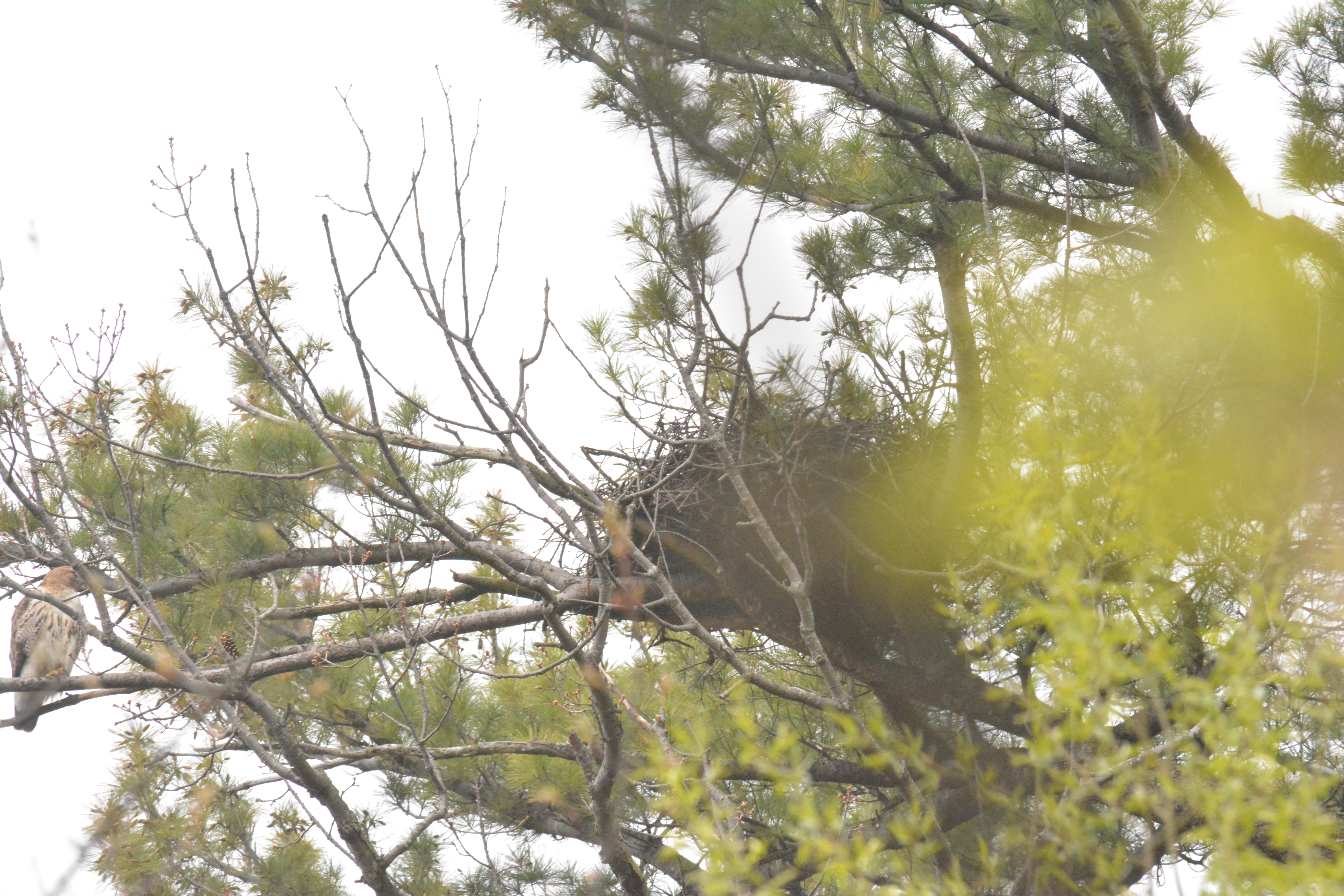 hawk