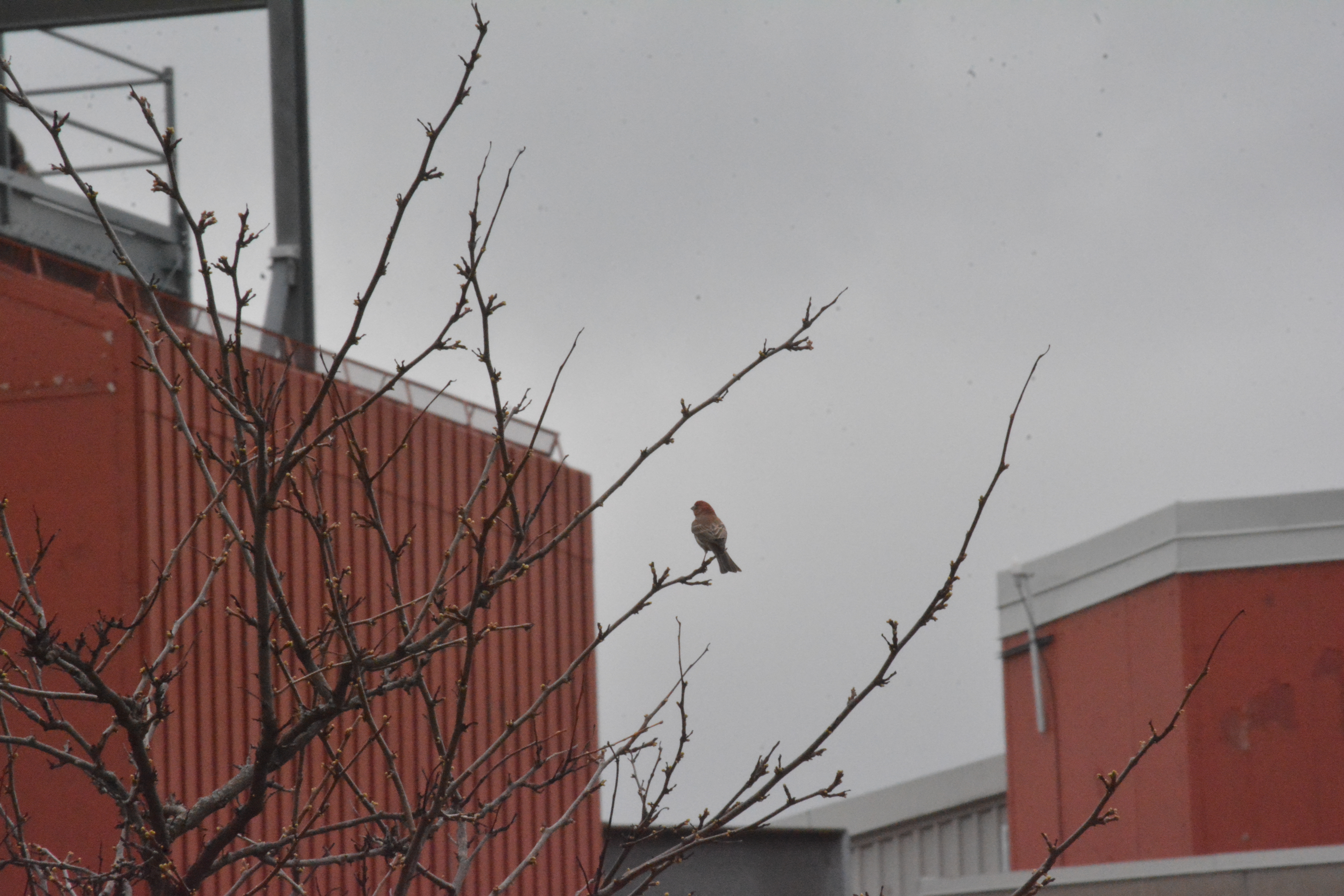 House Finch