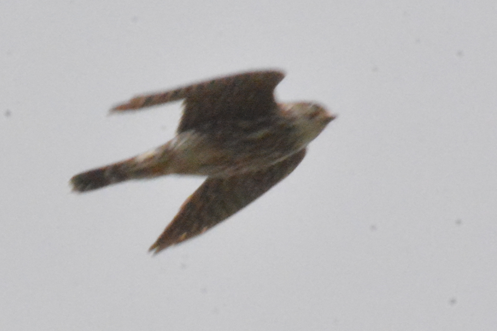 merlin
