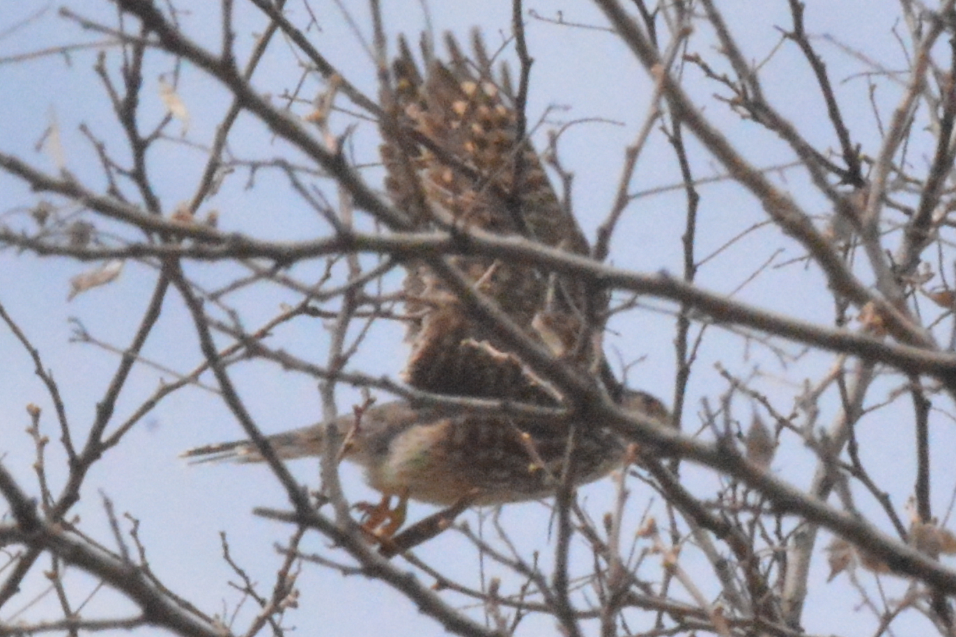 merlin