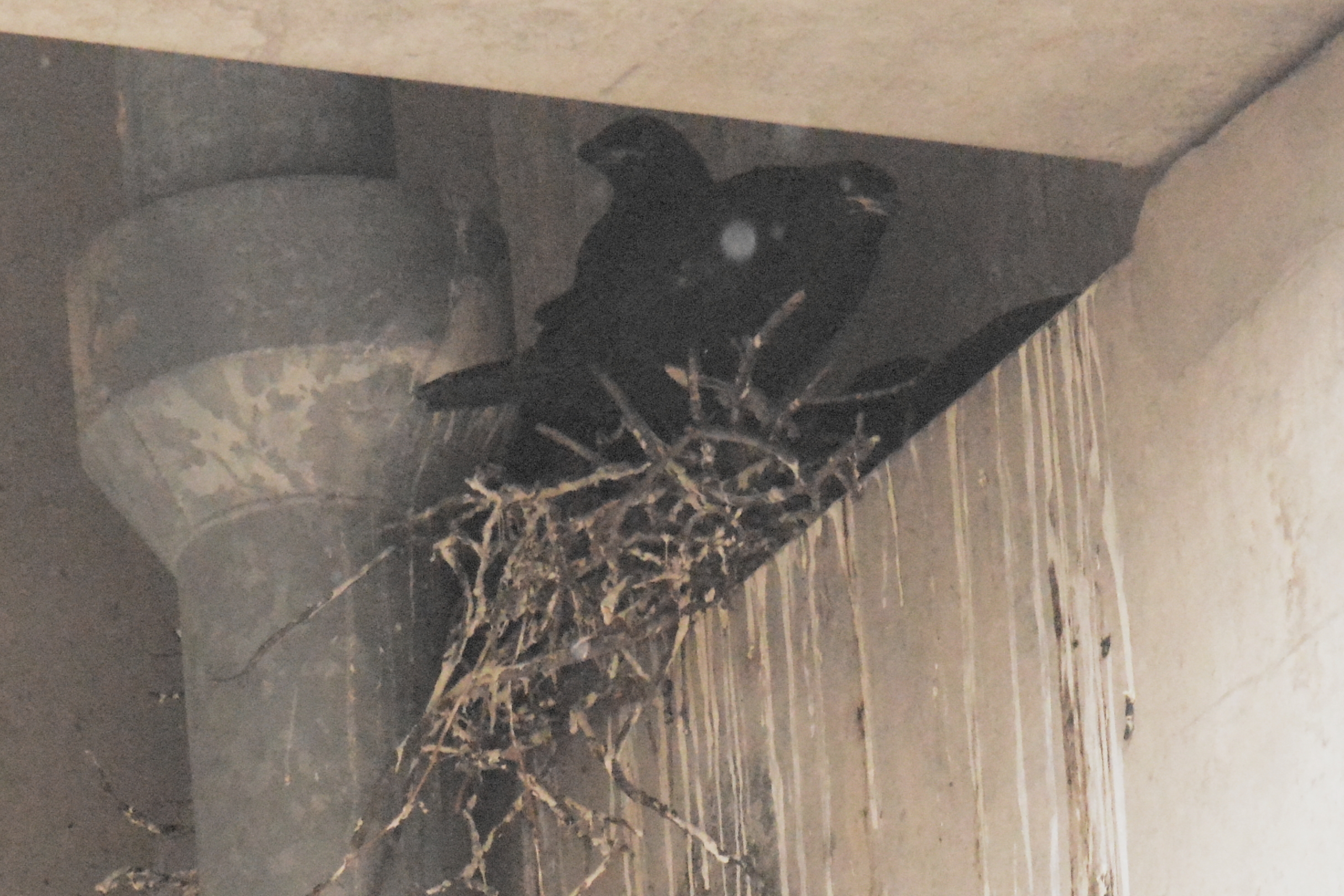 raven-nest