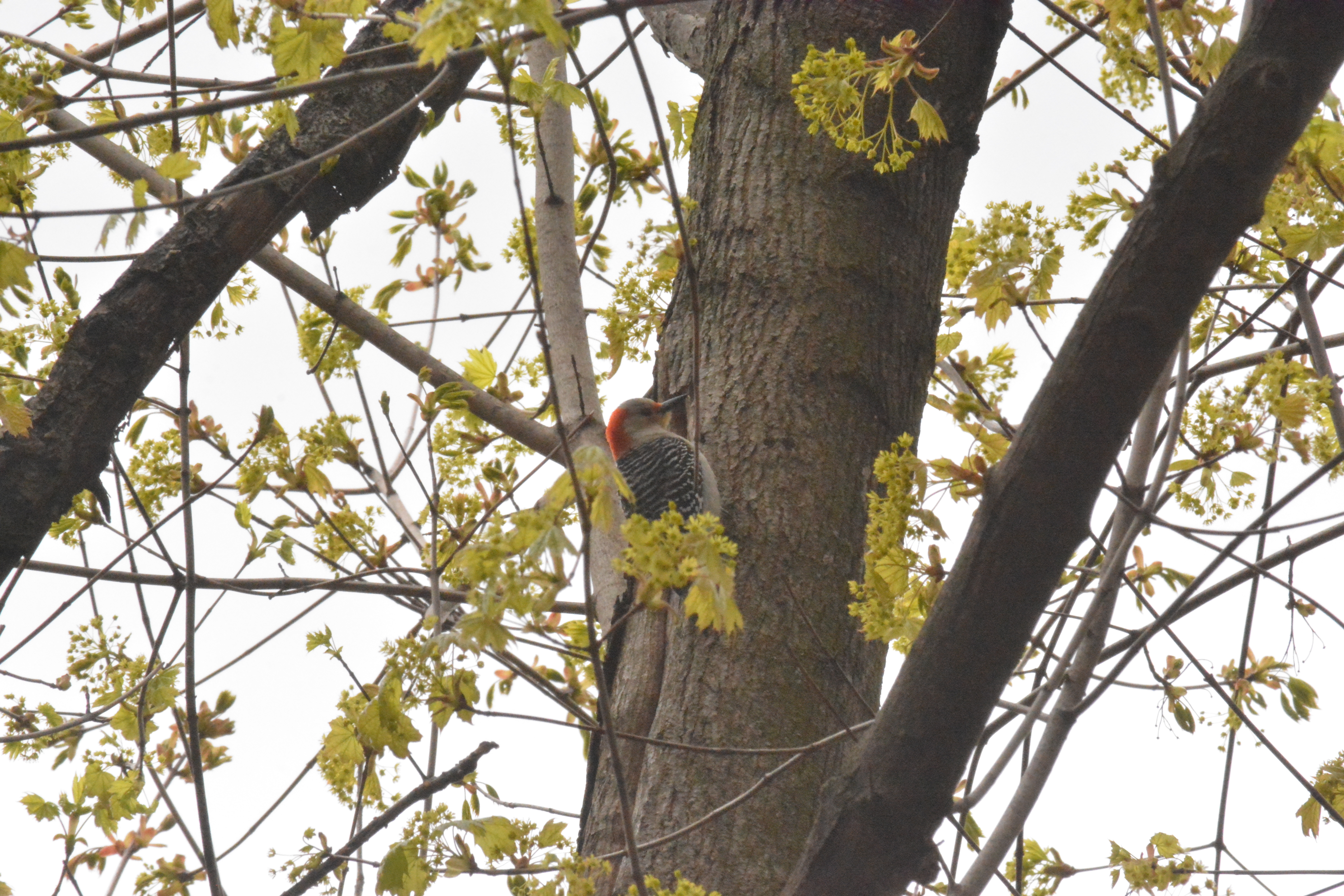 red-bellied woodpecker
