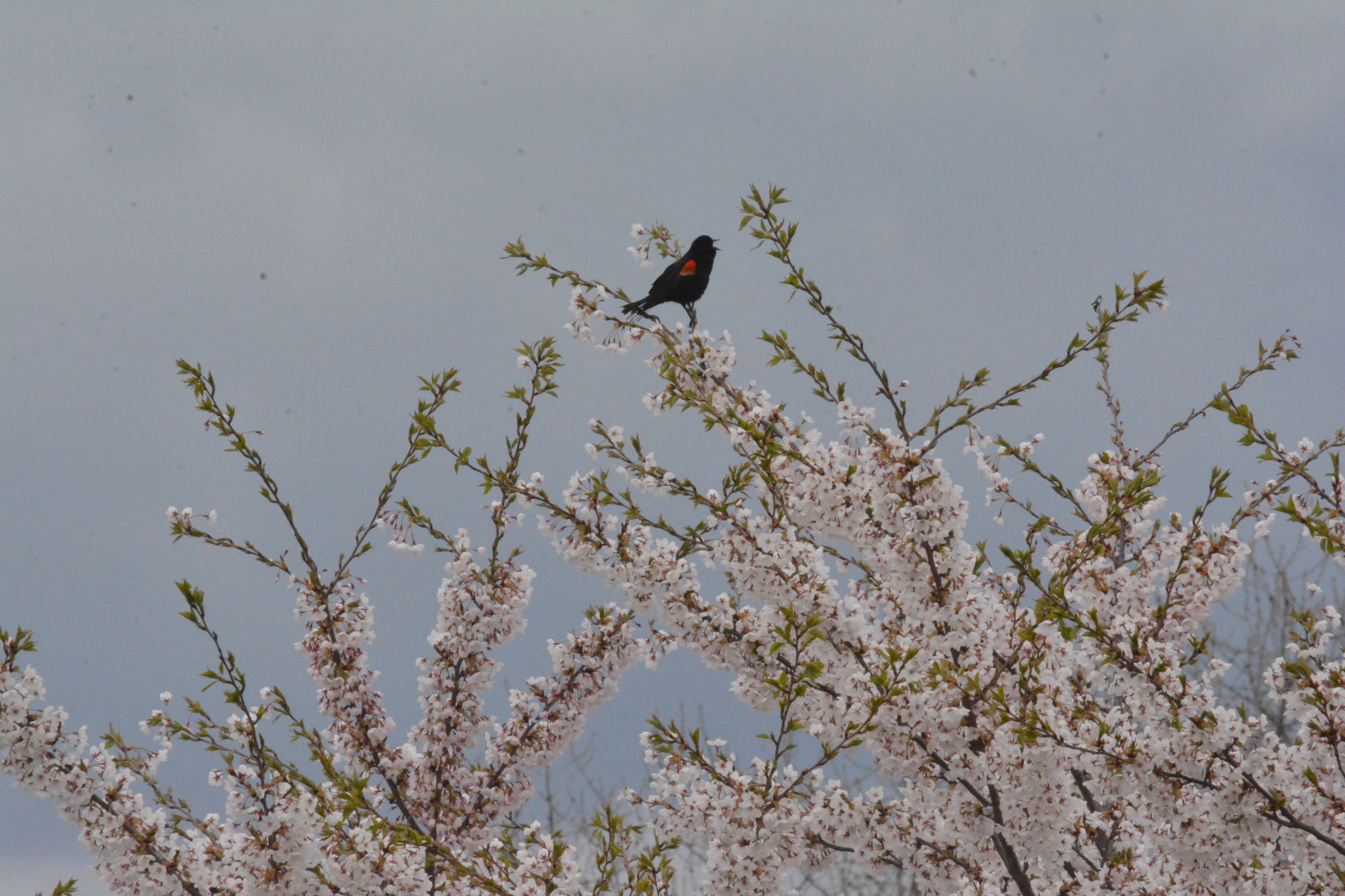 Red-Wing Blackbird