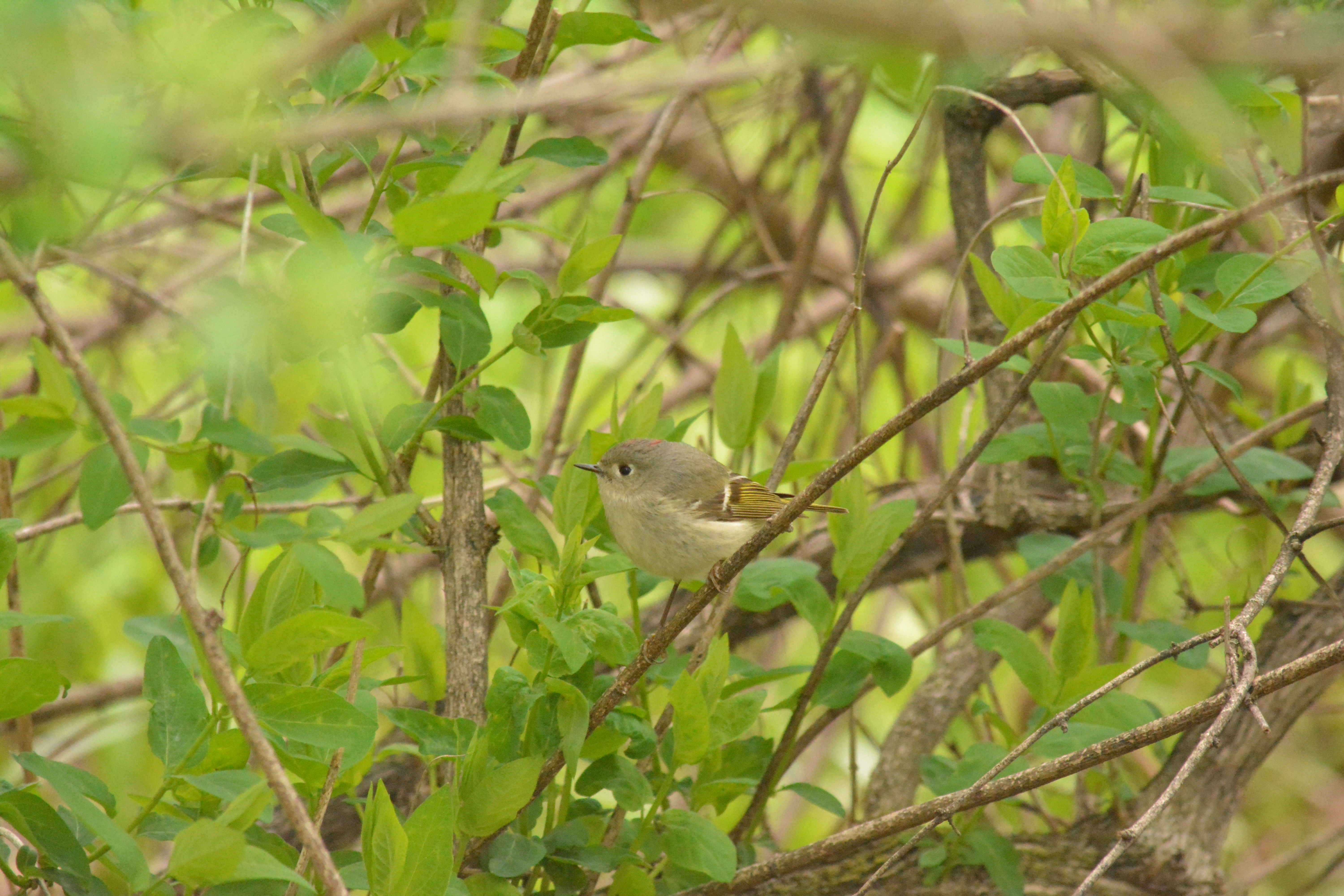 ruby-crowned-kinglet