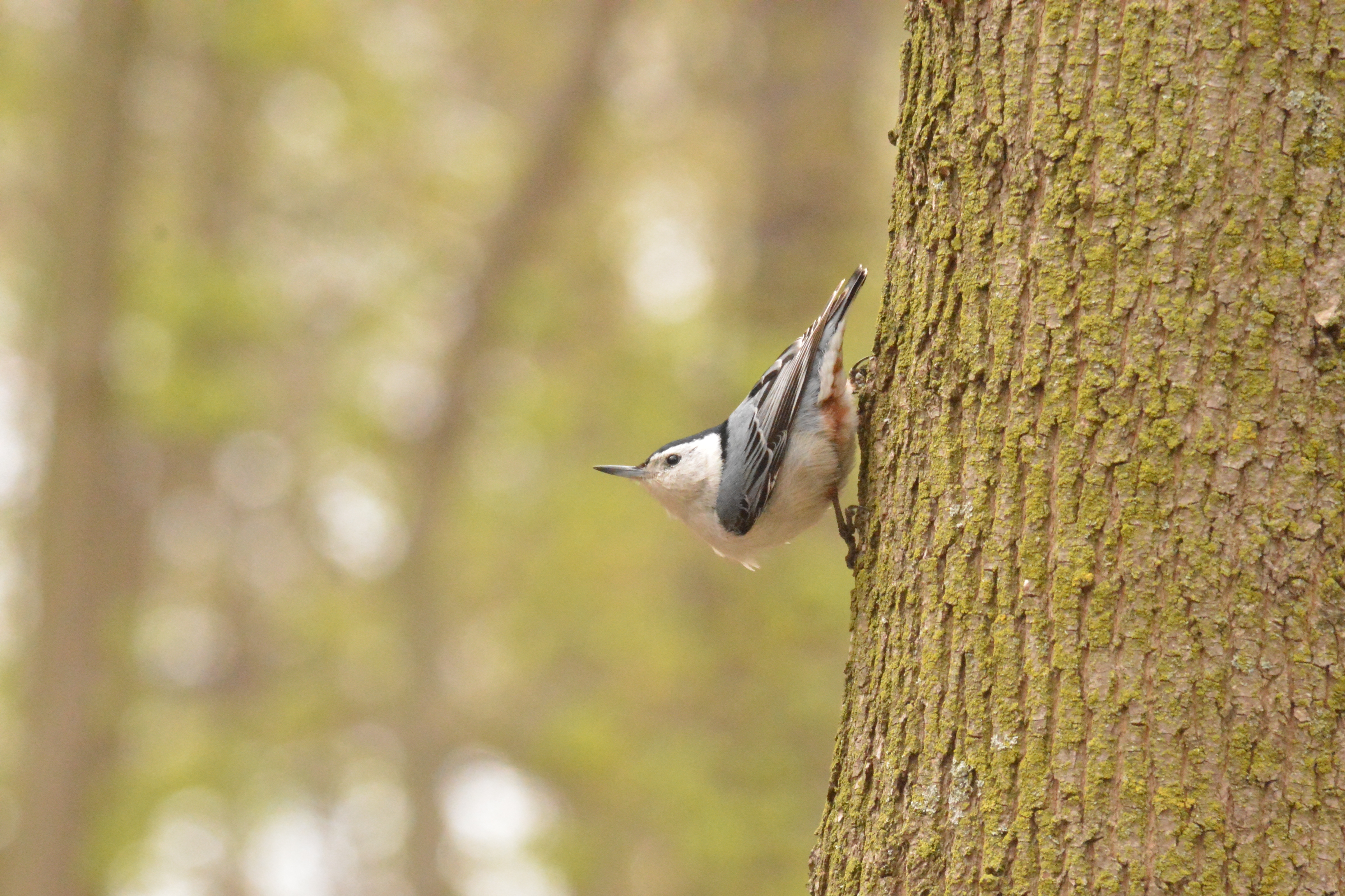 White-breasted nuthatch