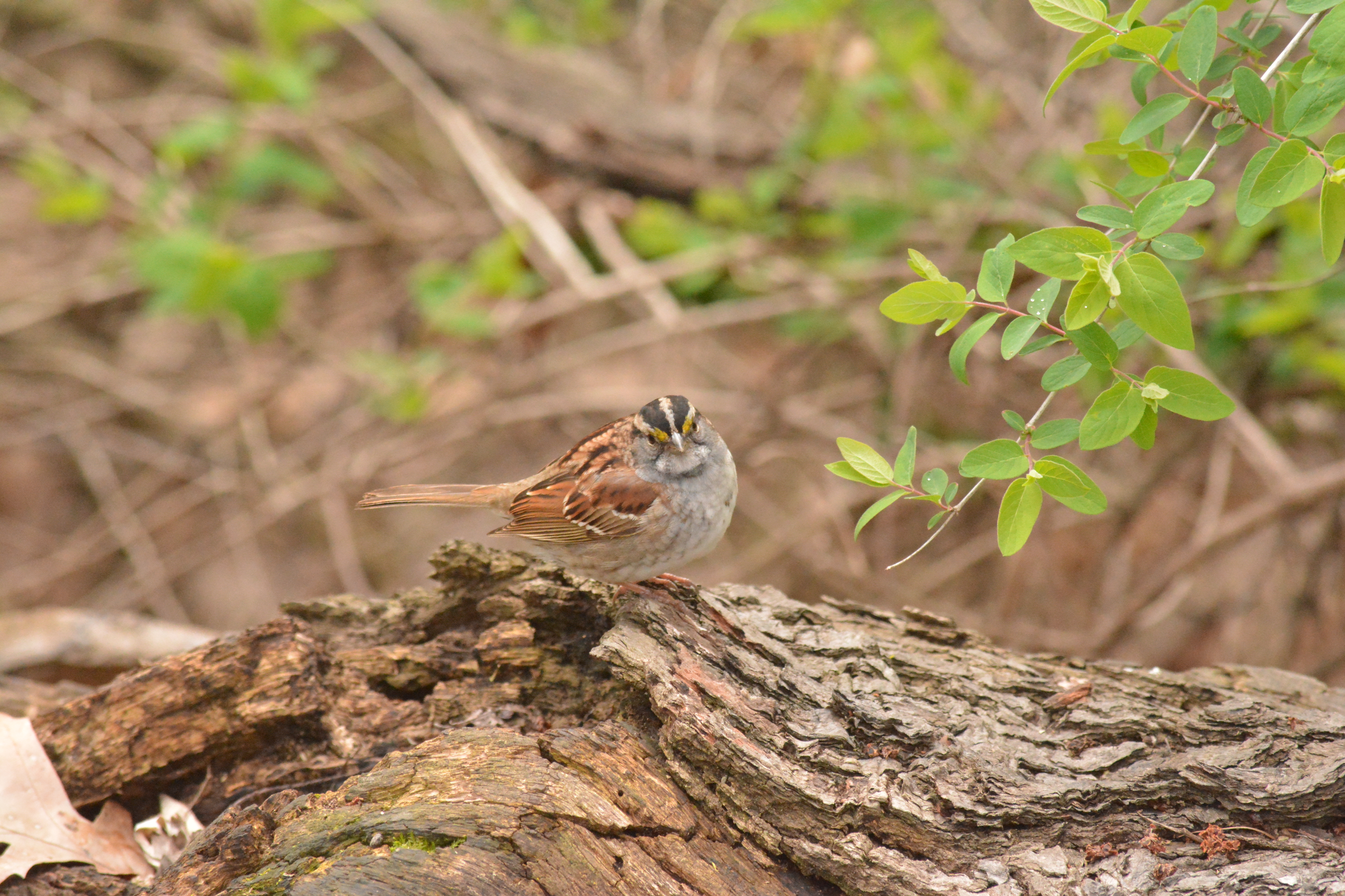 white-throated sparrow